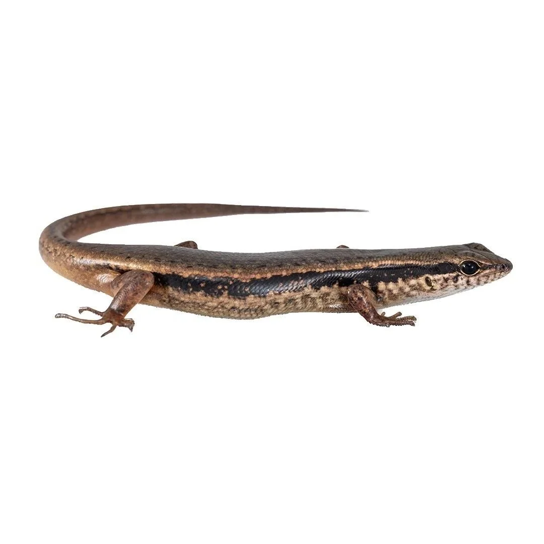 INDIAN FOREST SKINK