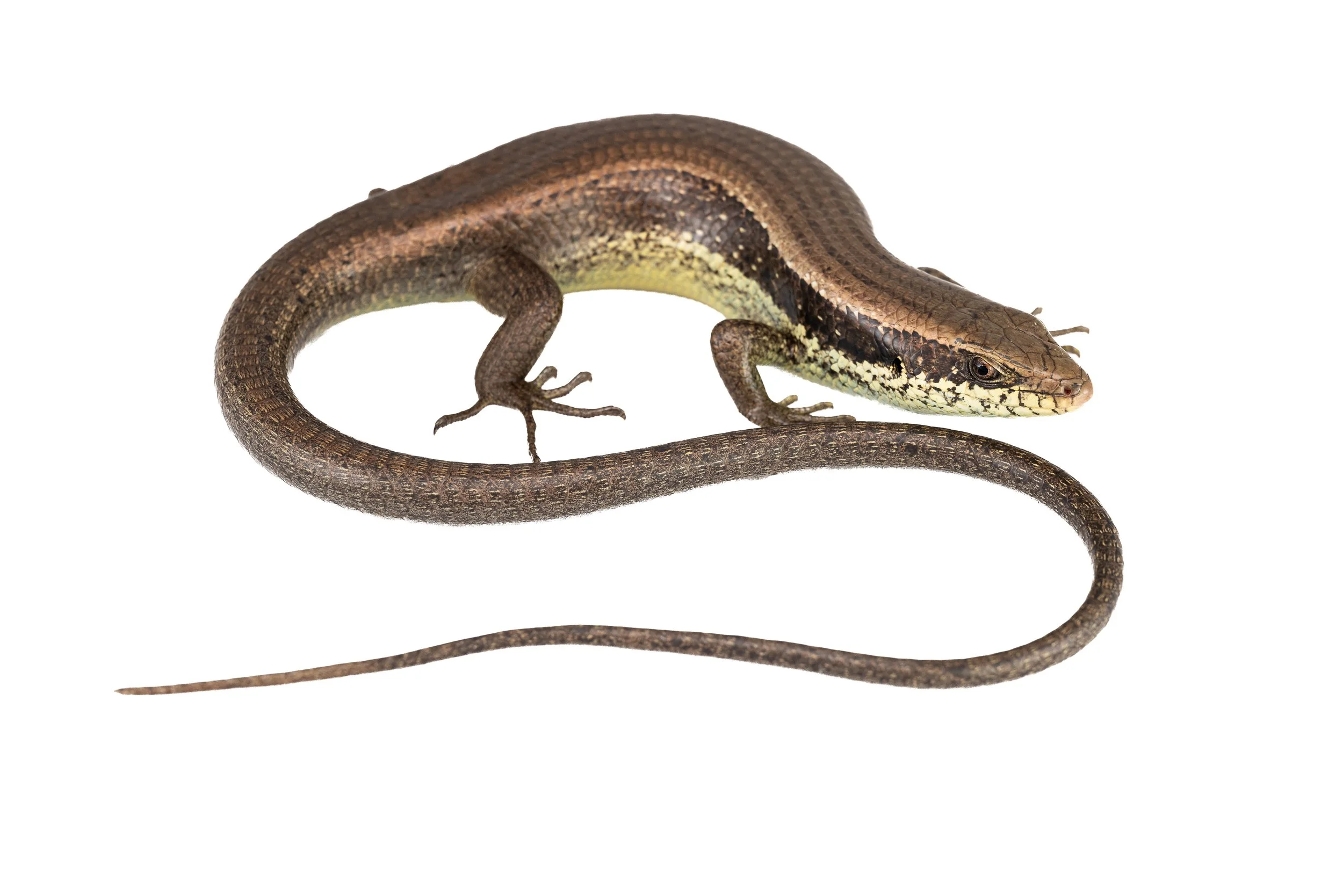 LONG-TAILED SKINK - "MABUYA"