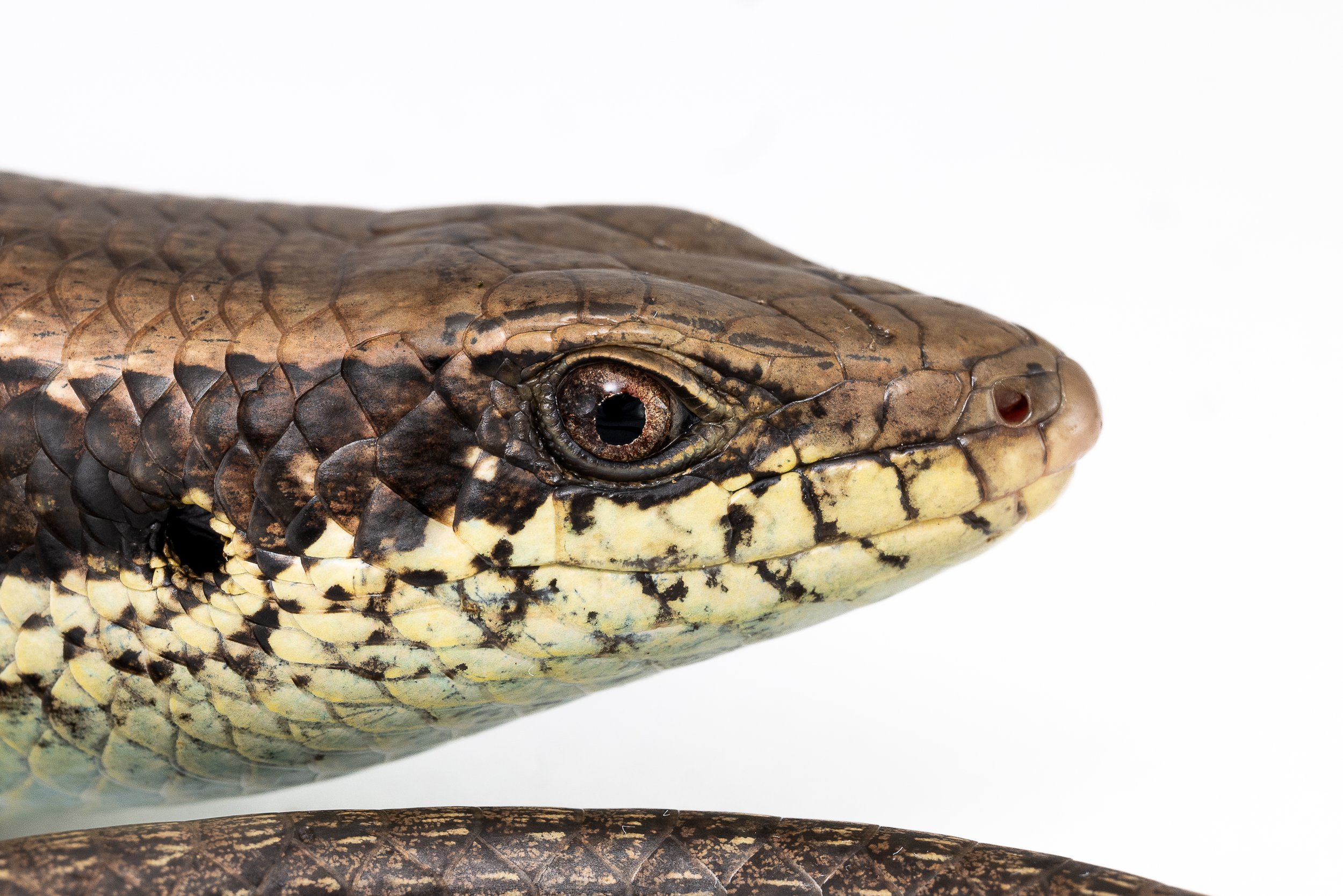 LONG-TAILED SKINK - "MABUYA"