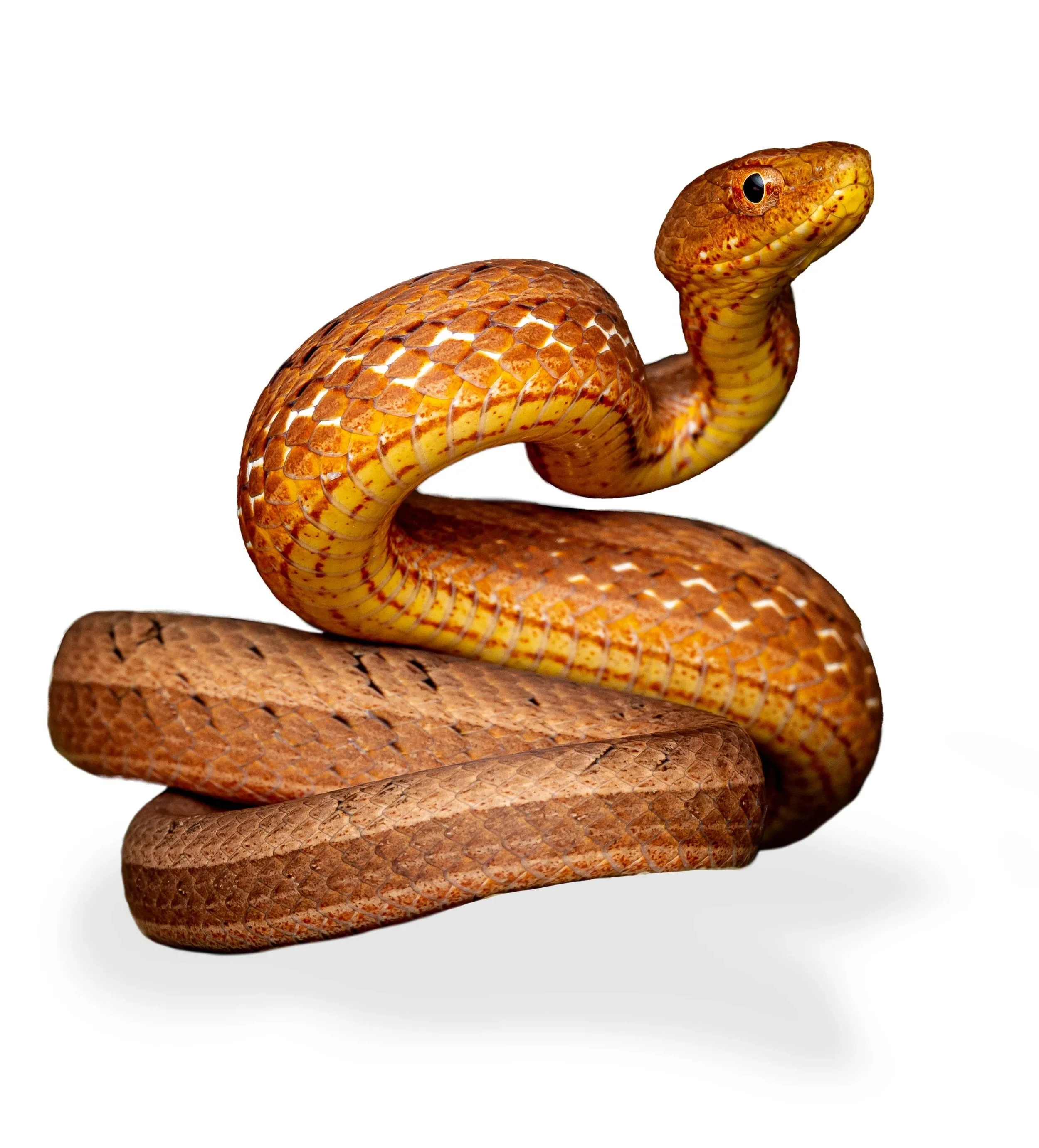SNAKES