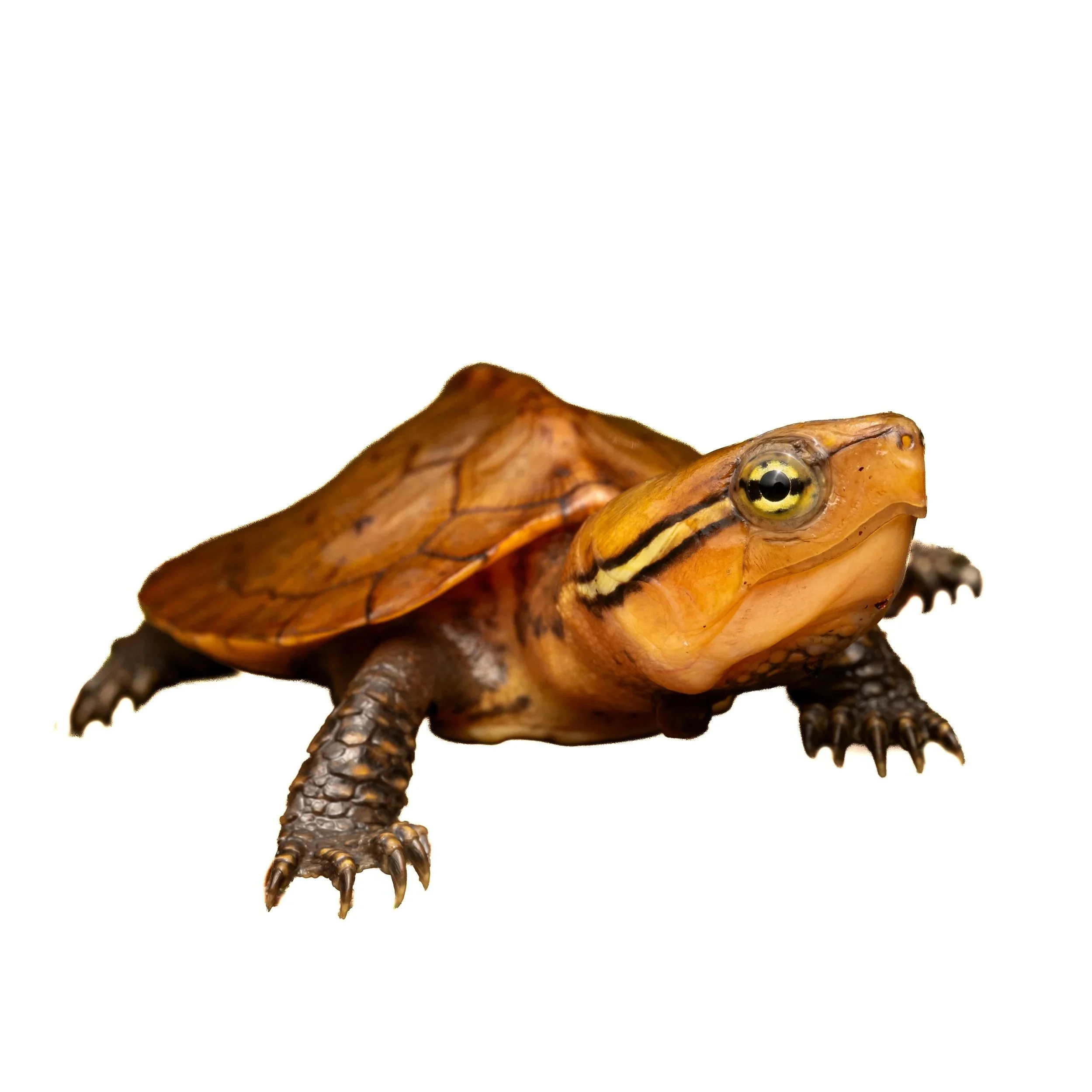 TURTLES