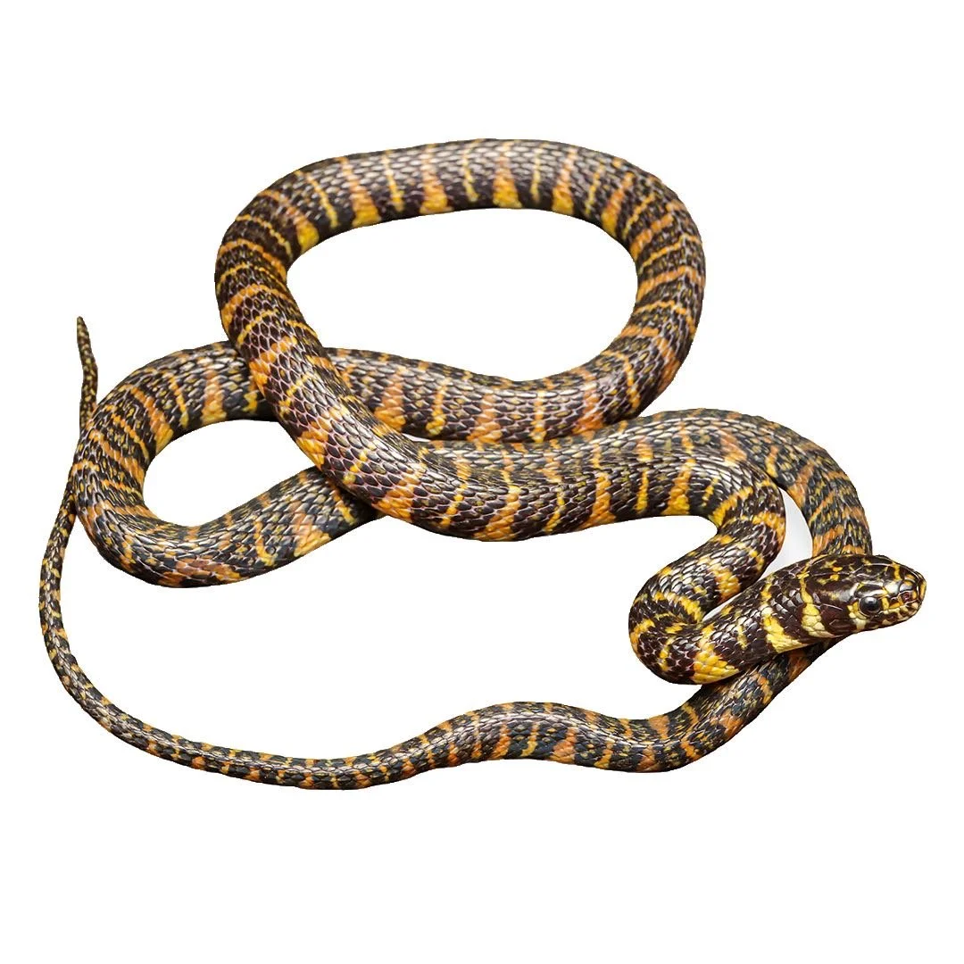 STREAM SNAKE - BANDED