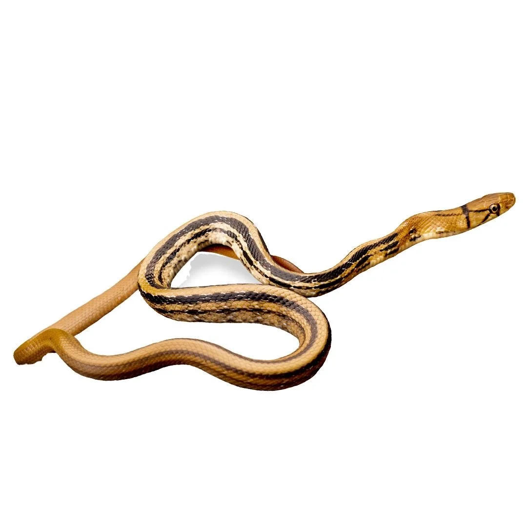 RACER - COPPER-HEAD