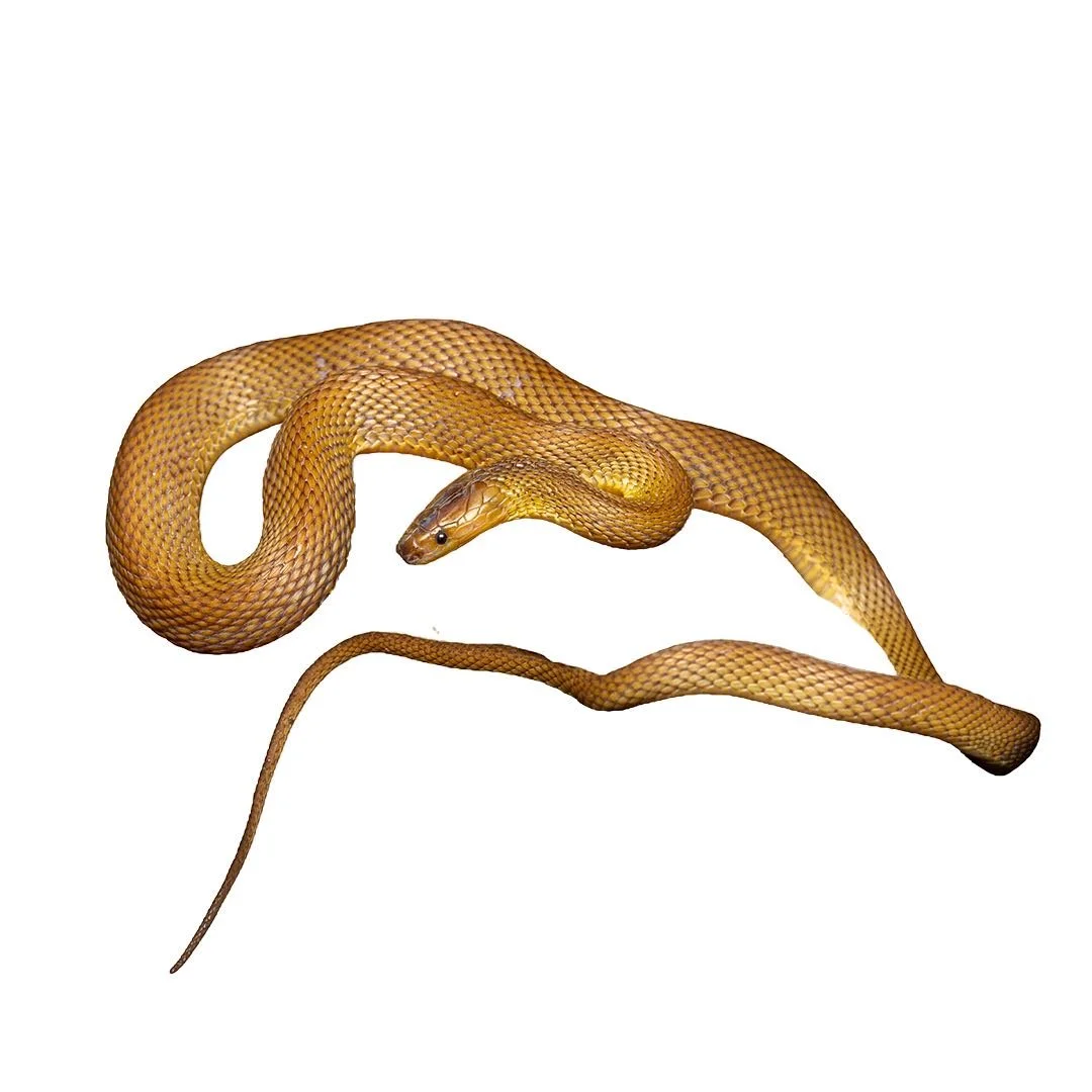 RUFOUS BURROWING SNAKE