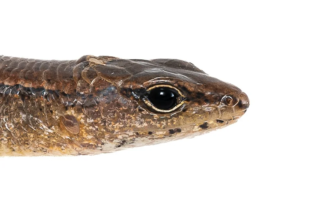 Slender Forest Skink - Scincella modesta