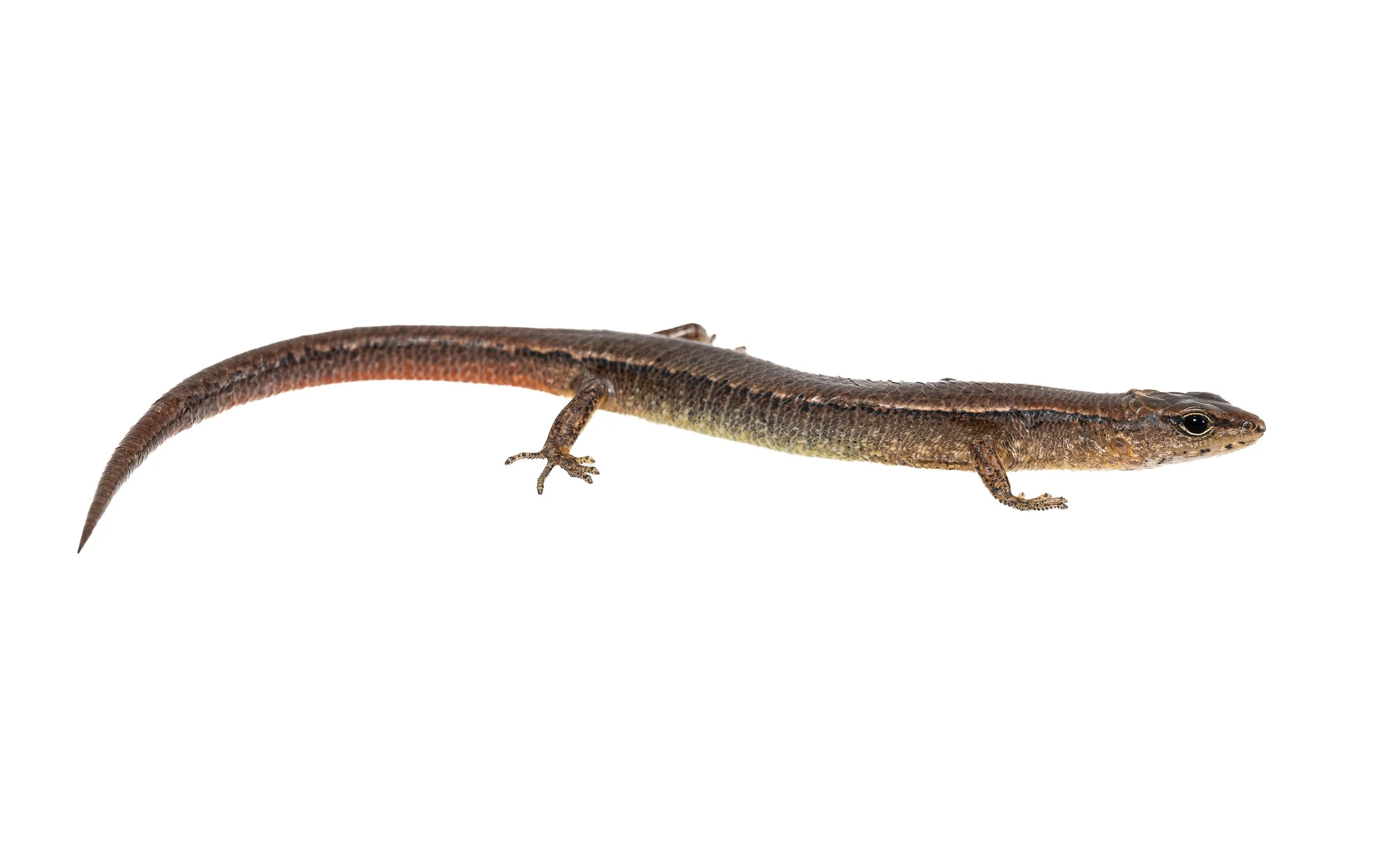 Slender Forest Skink - Scincella modesta