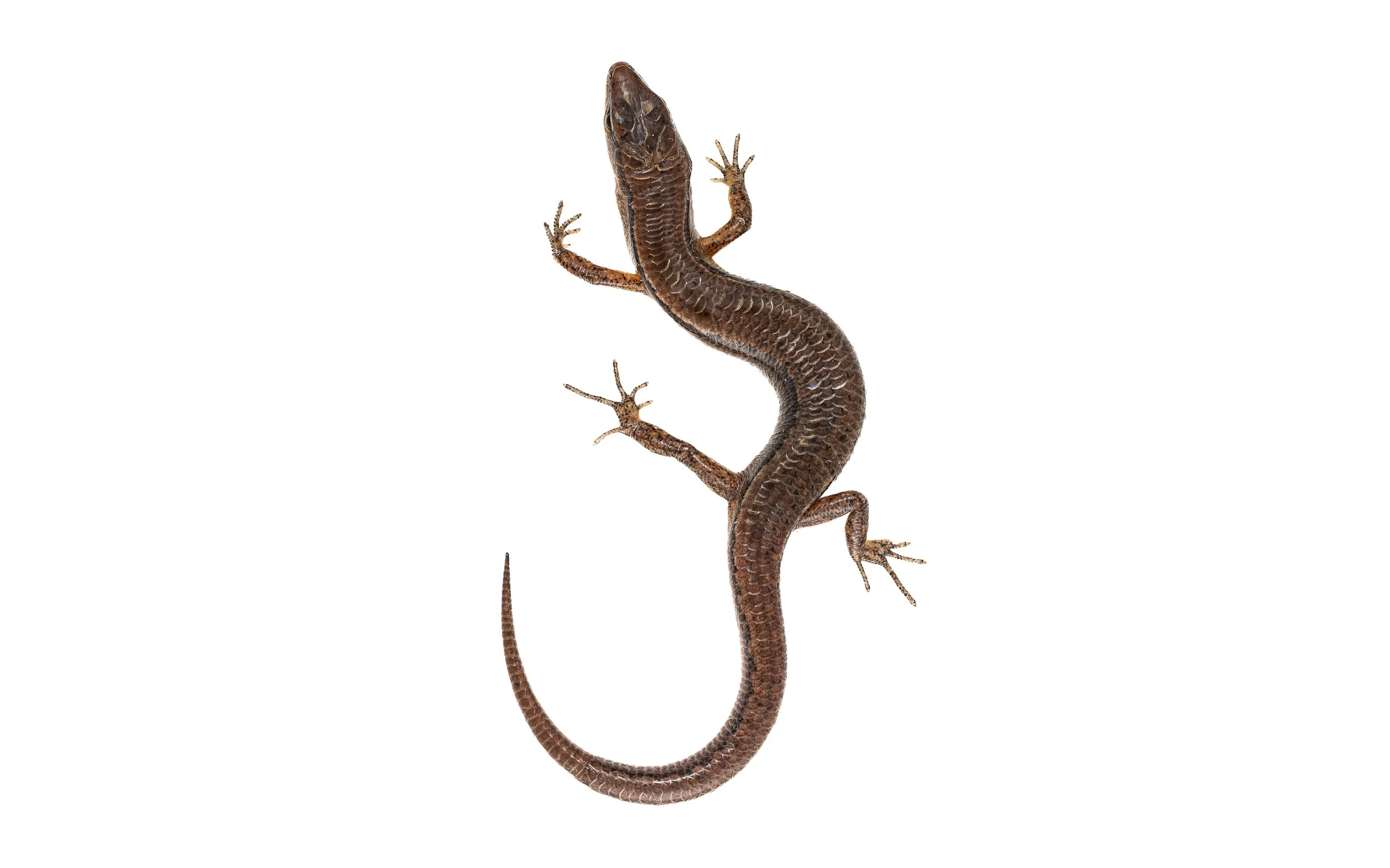 Slender Forest Skink - Scincella modesta