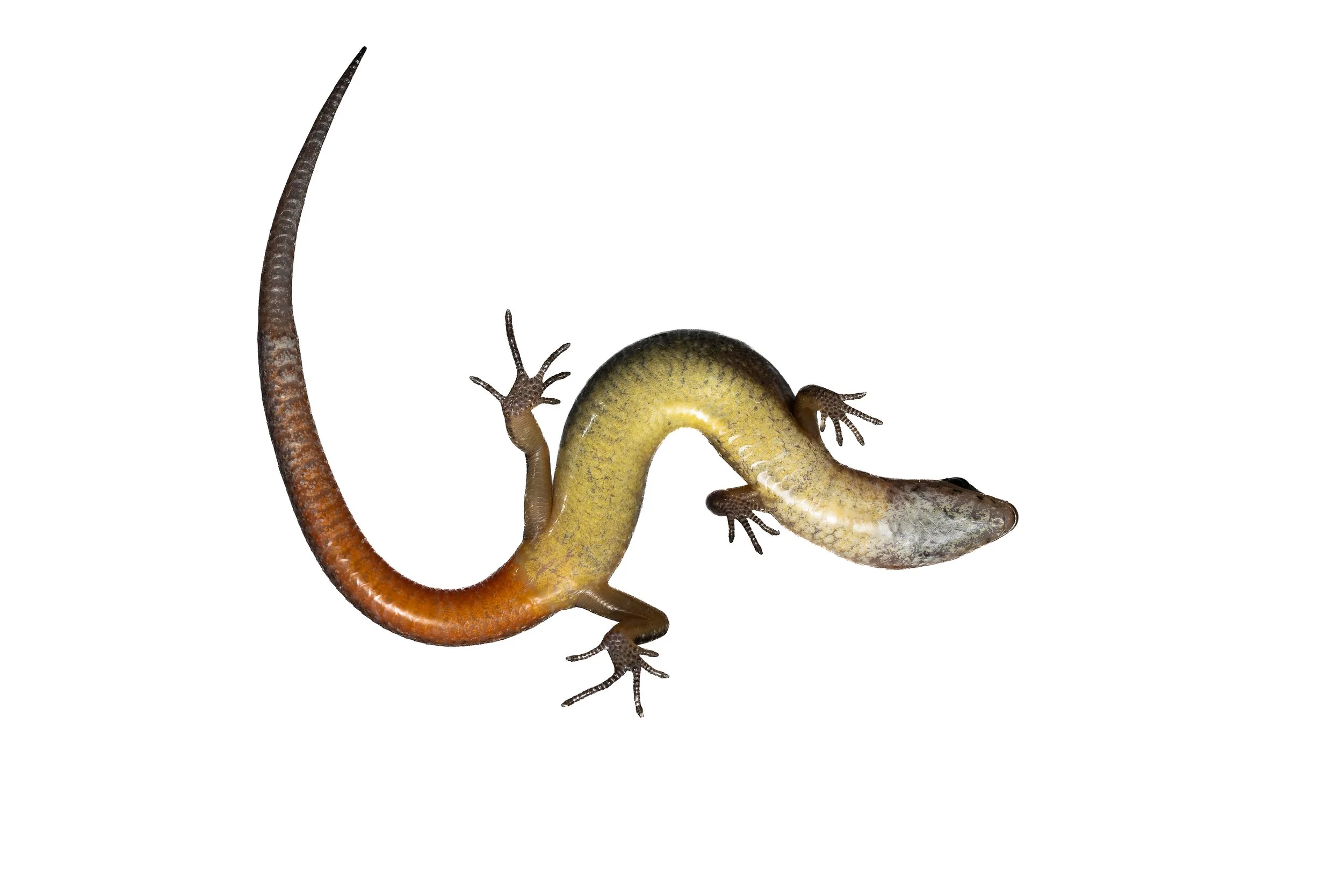 Slender Forest Skink - Scincella modesta