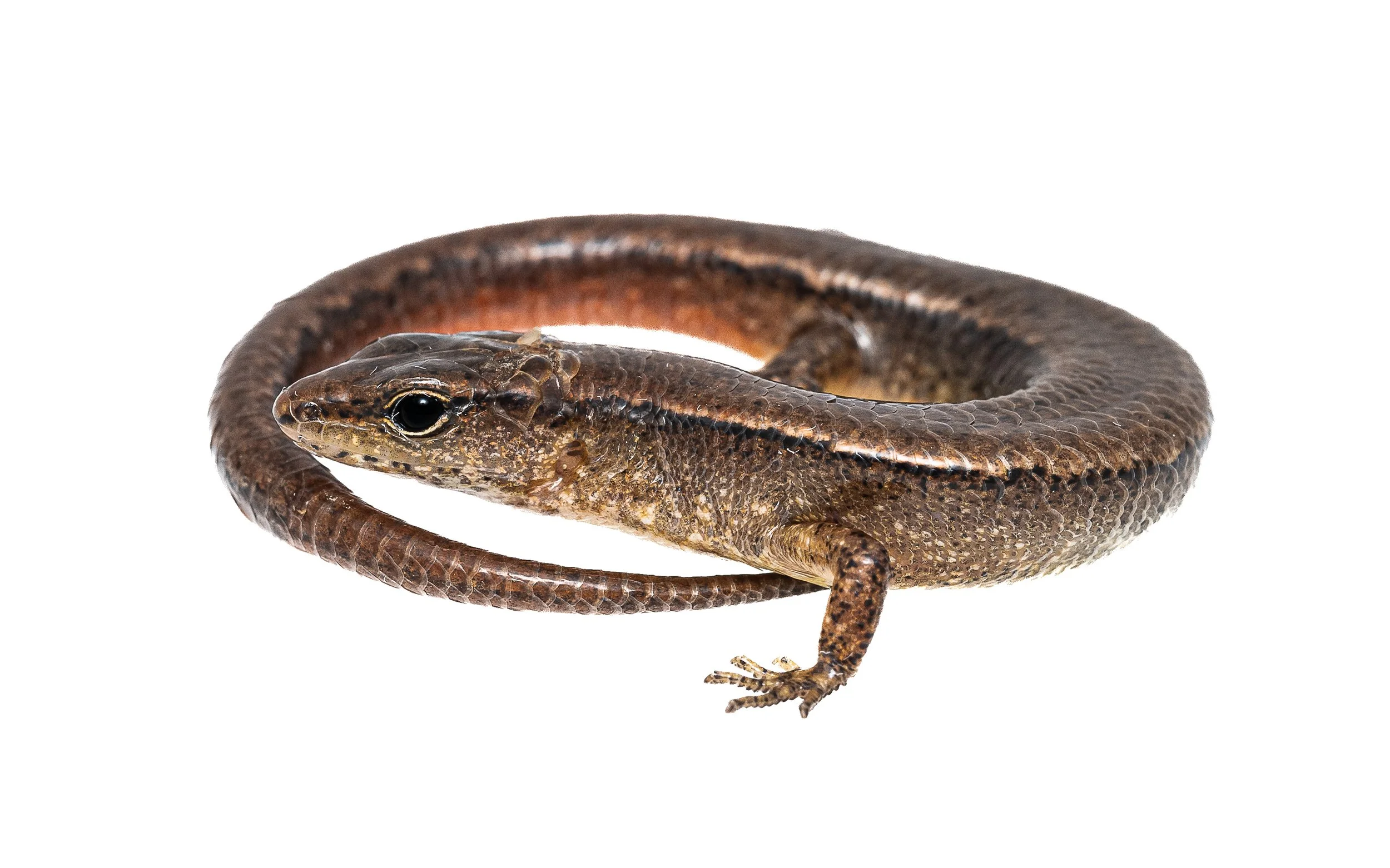 Slender Forest Skink - Scincella modesta