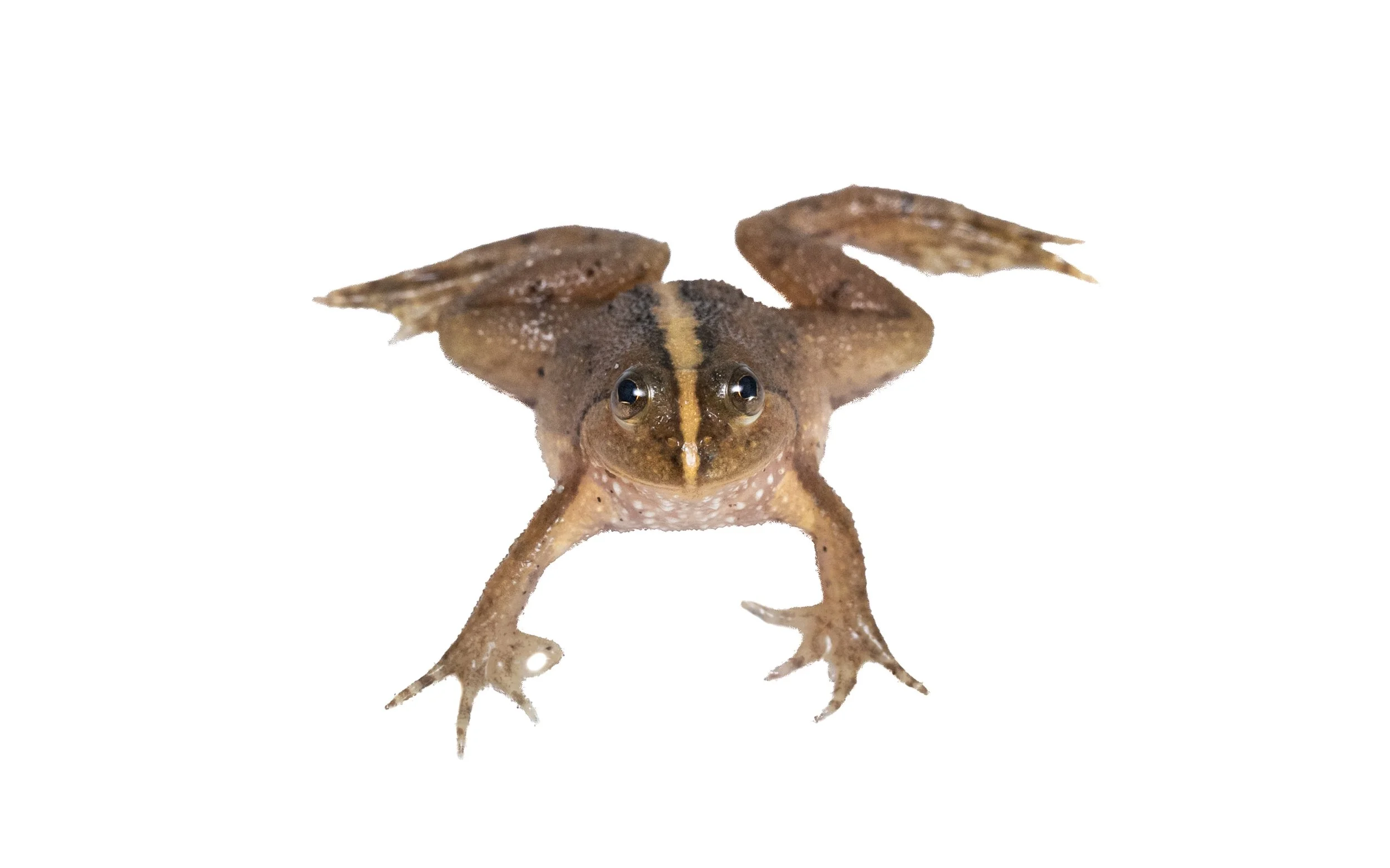 Floating Frog - Occidozyga lima