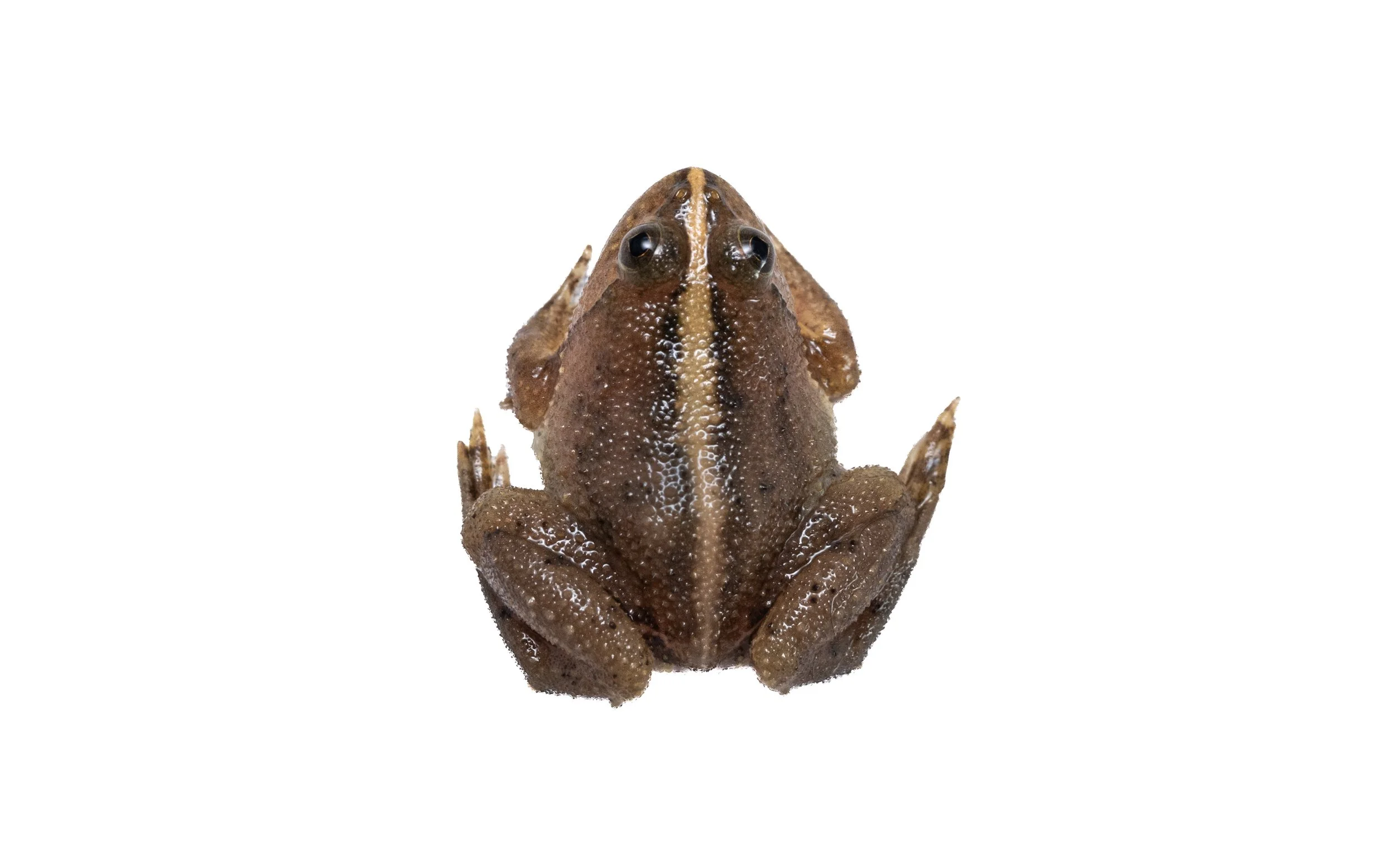 Floating Frog - Occidozyga lima
