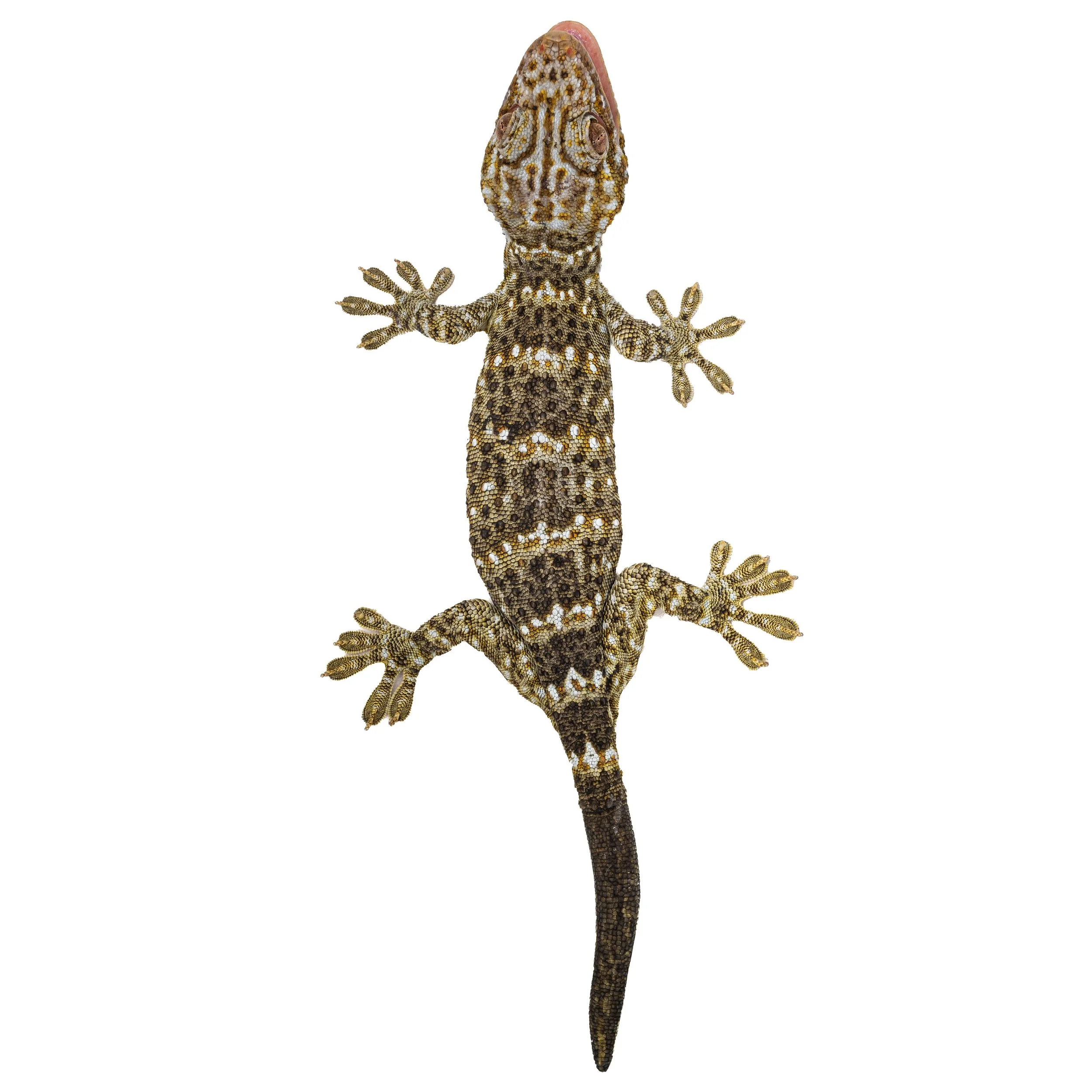 REEVES TOKAY GECKO