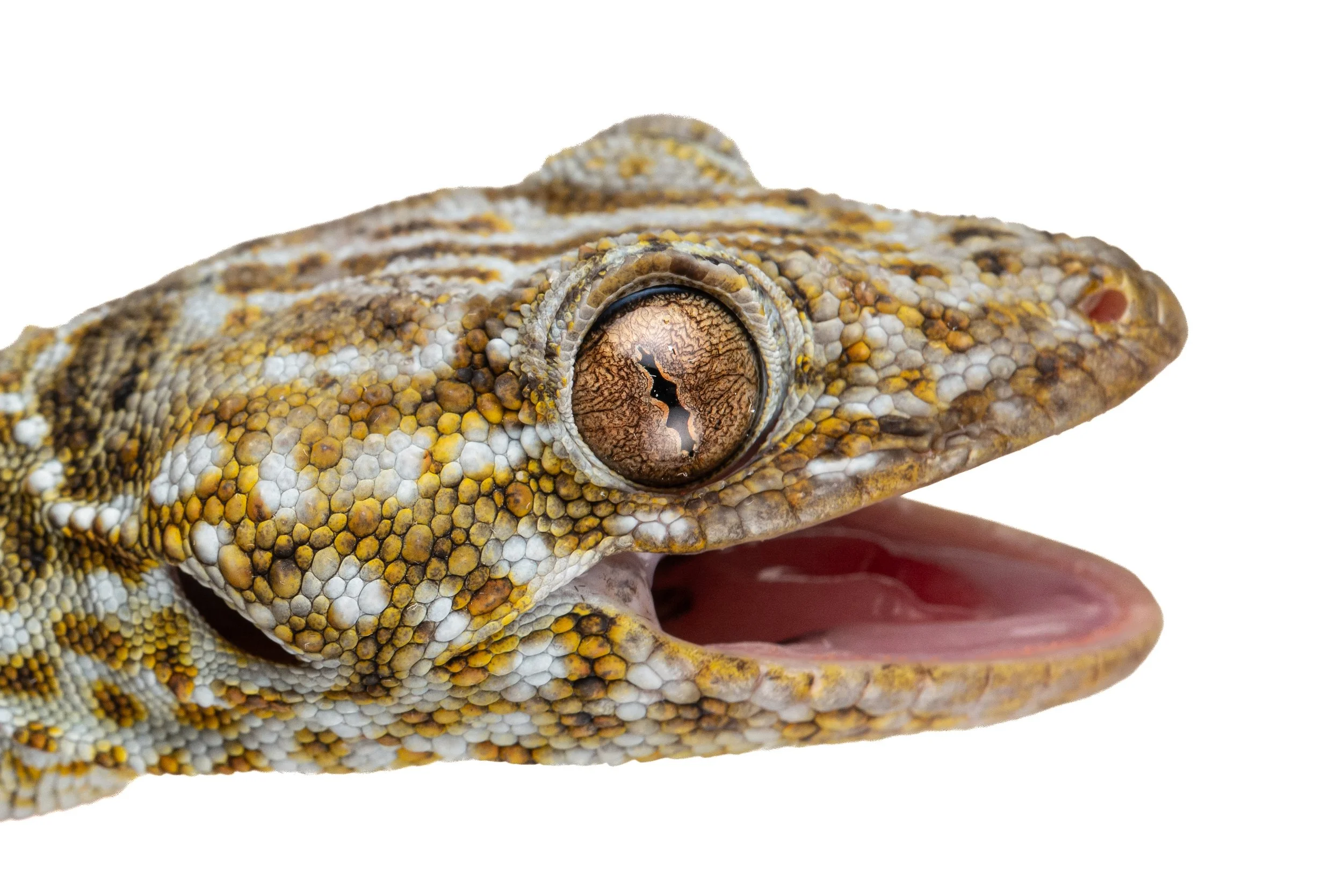 Reeves Tokay Gecko - Gekko reevesii