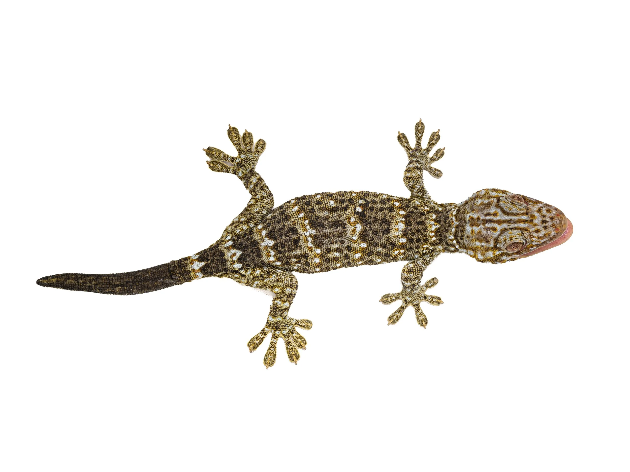 Reeves Tokay Gecko - Gekko reevesii