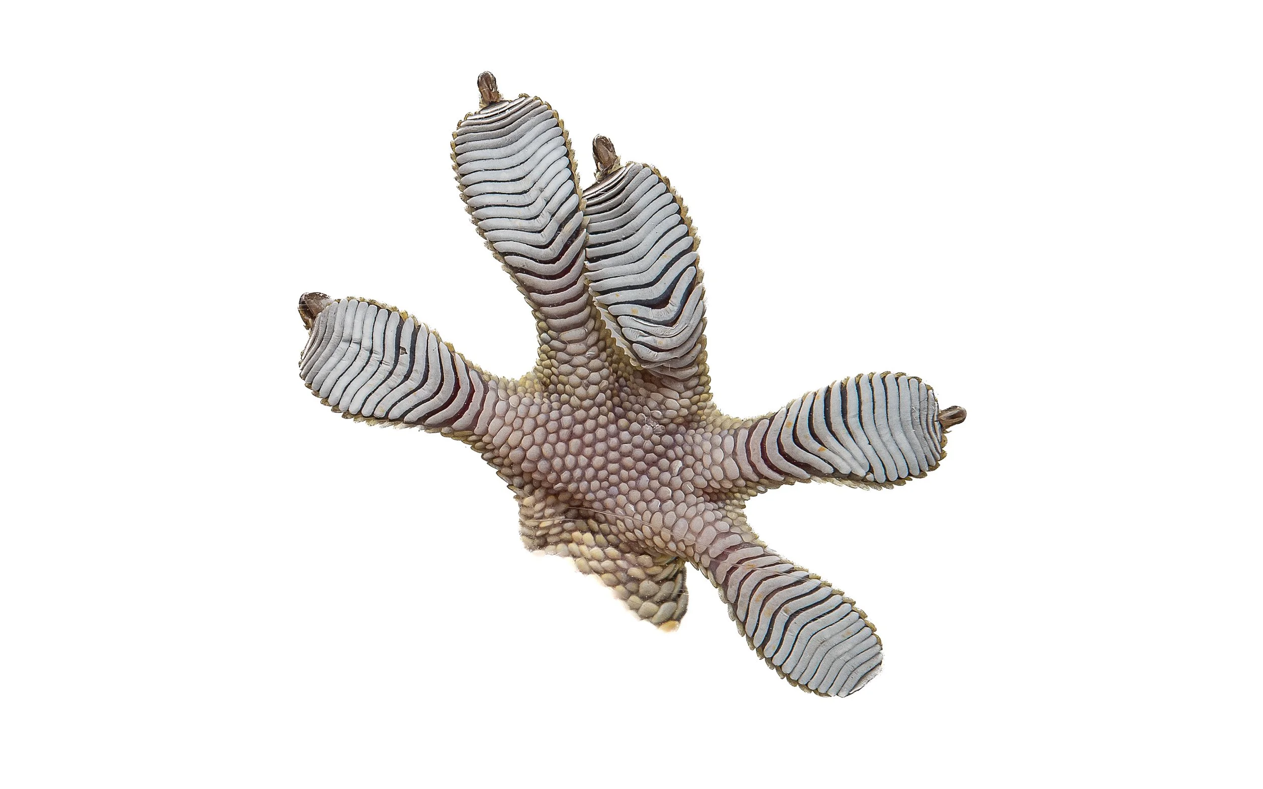 Reeves Tokay Gecko - Gekko reevesii