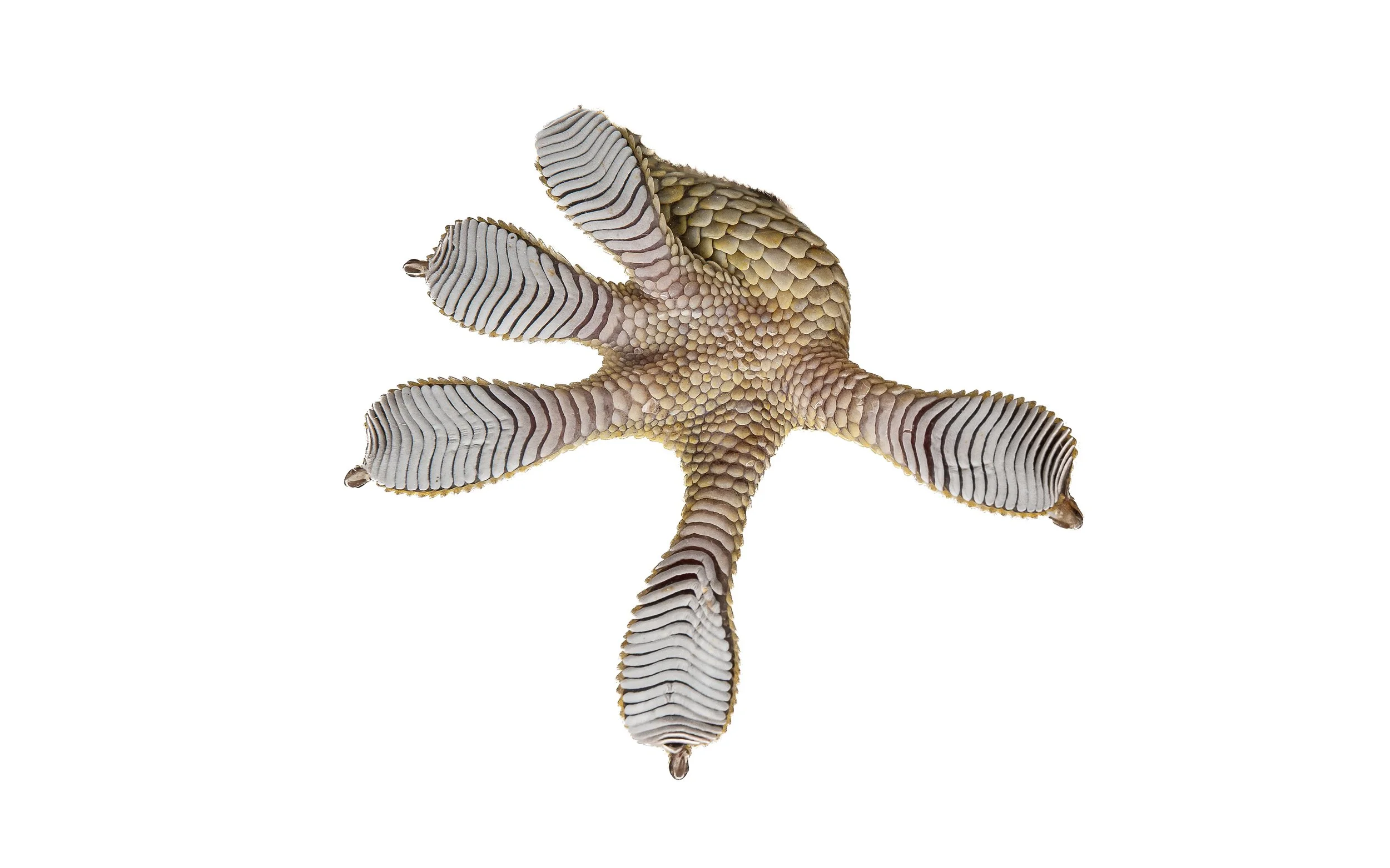 Reeves Tokay Gecko-2.jpg