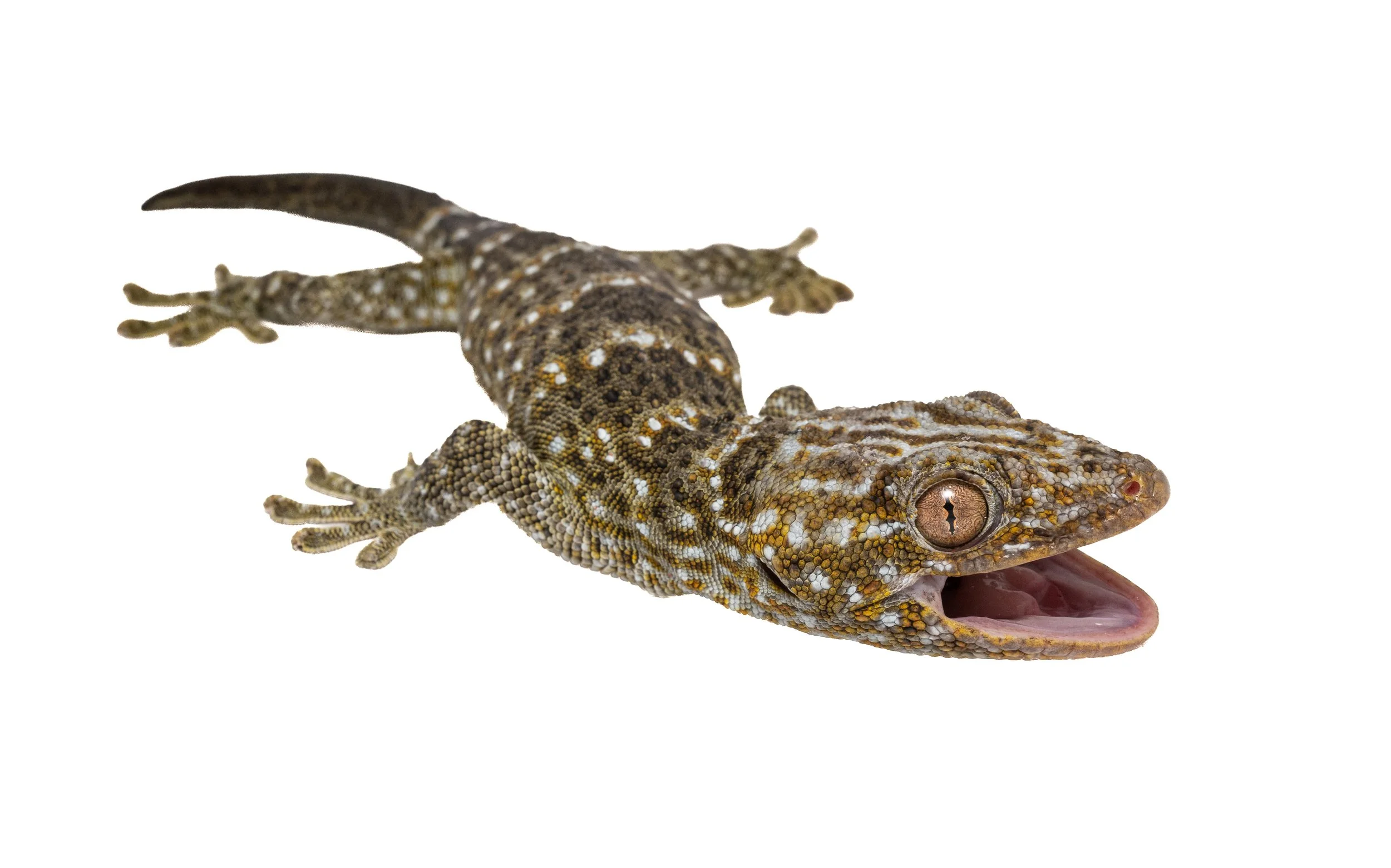 Reeves tokay gecko - Gekko reevesii