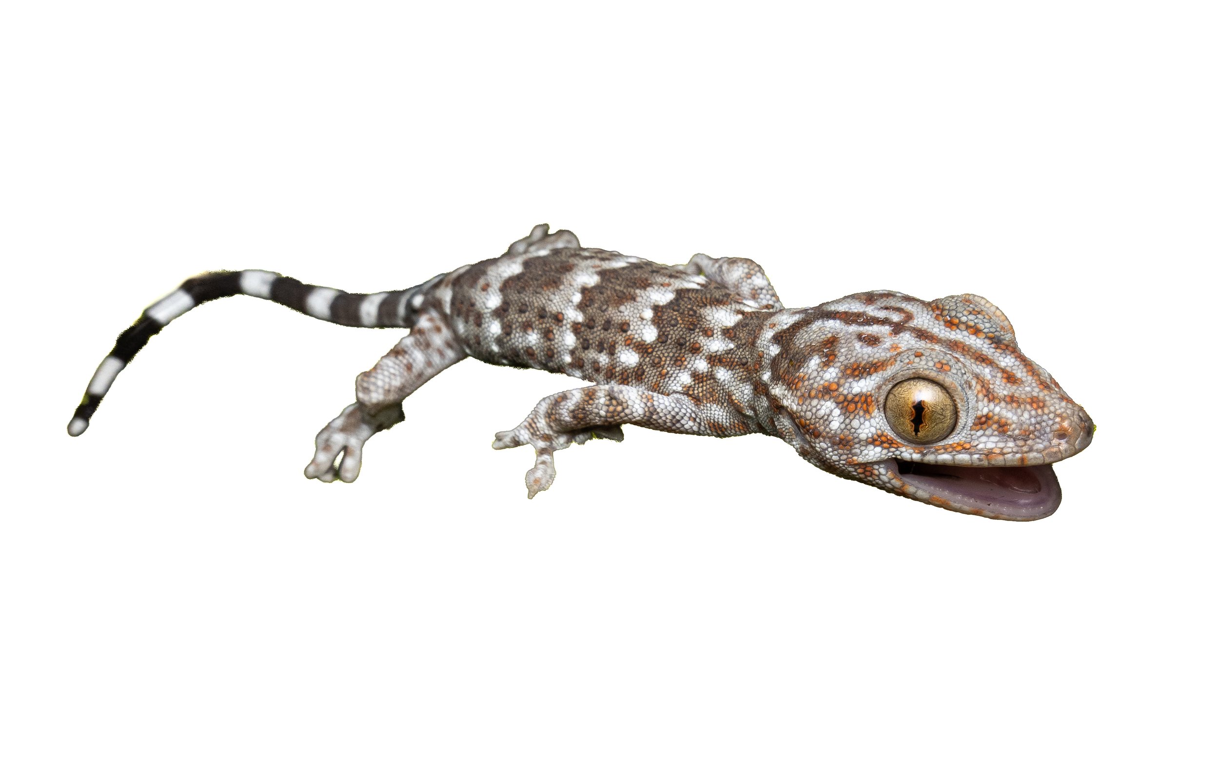 Reeves tokay gecko - Gekko reevesii