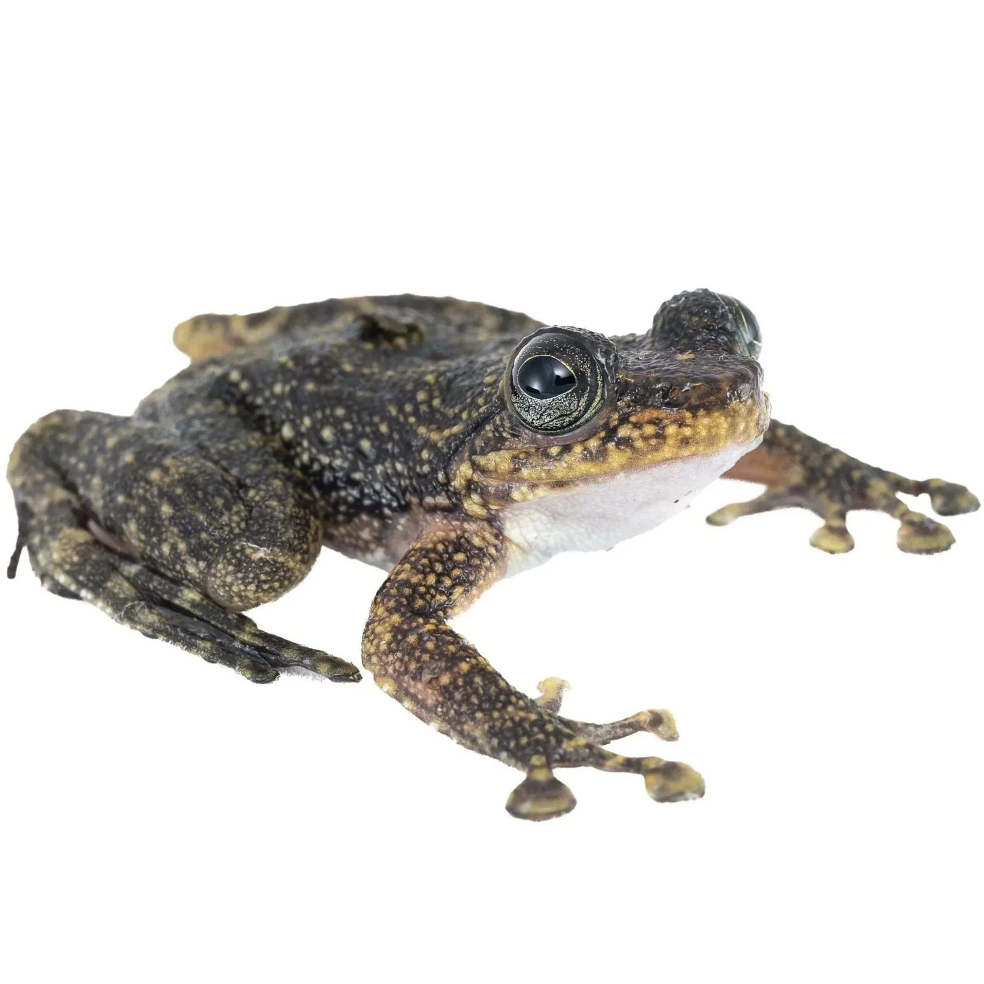 HONG KONG CASCADE FROG