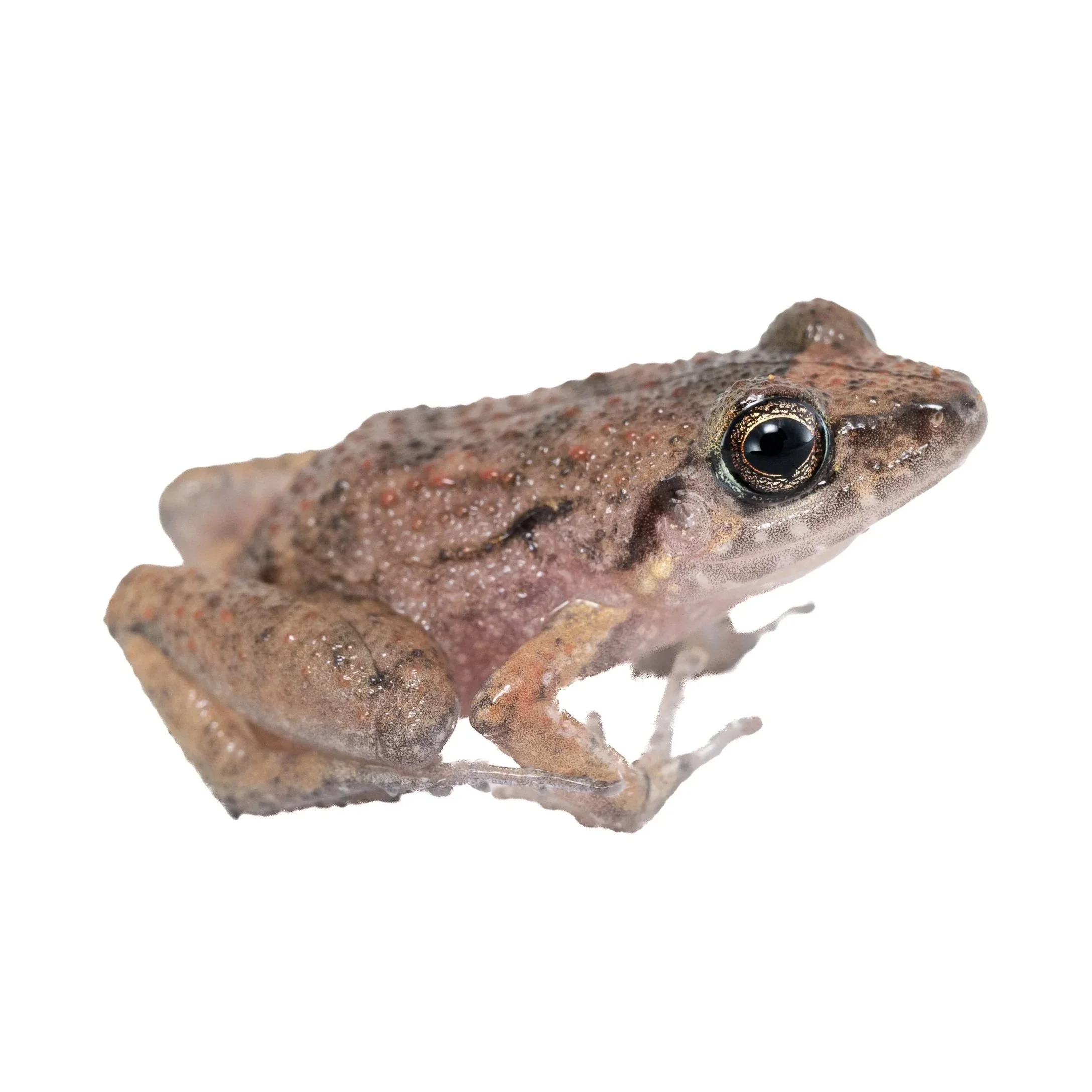GREENHOUSE FROG