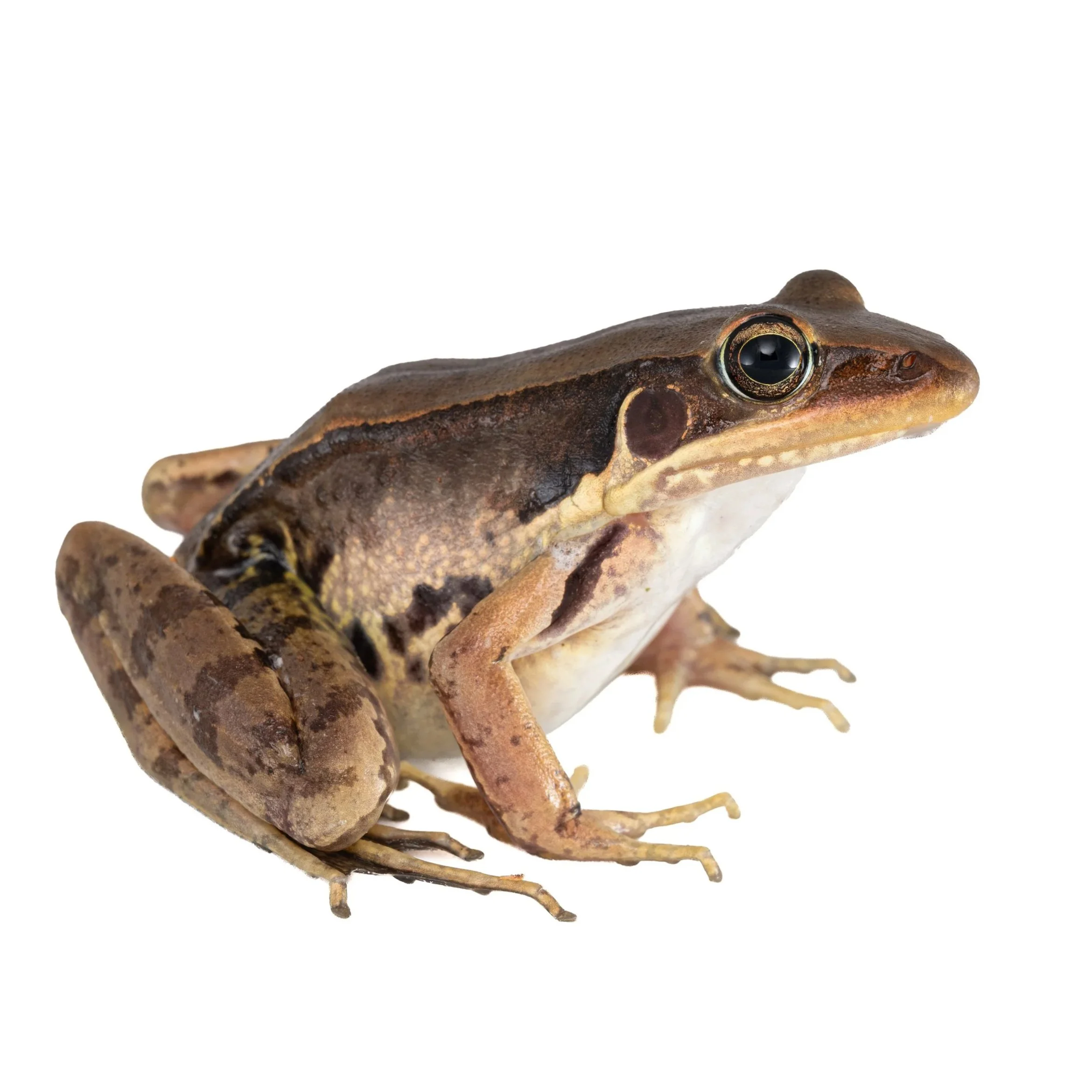 GUNTHER'S FROG