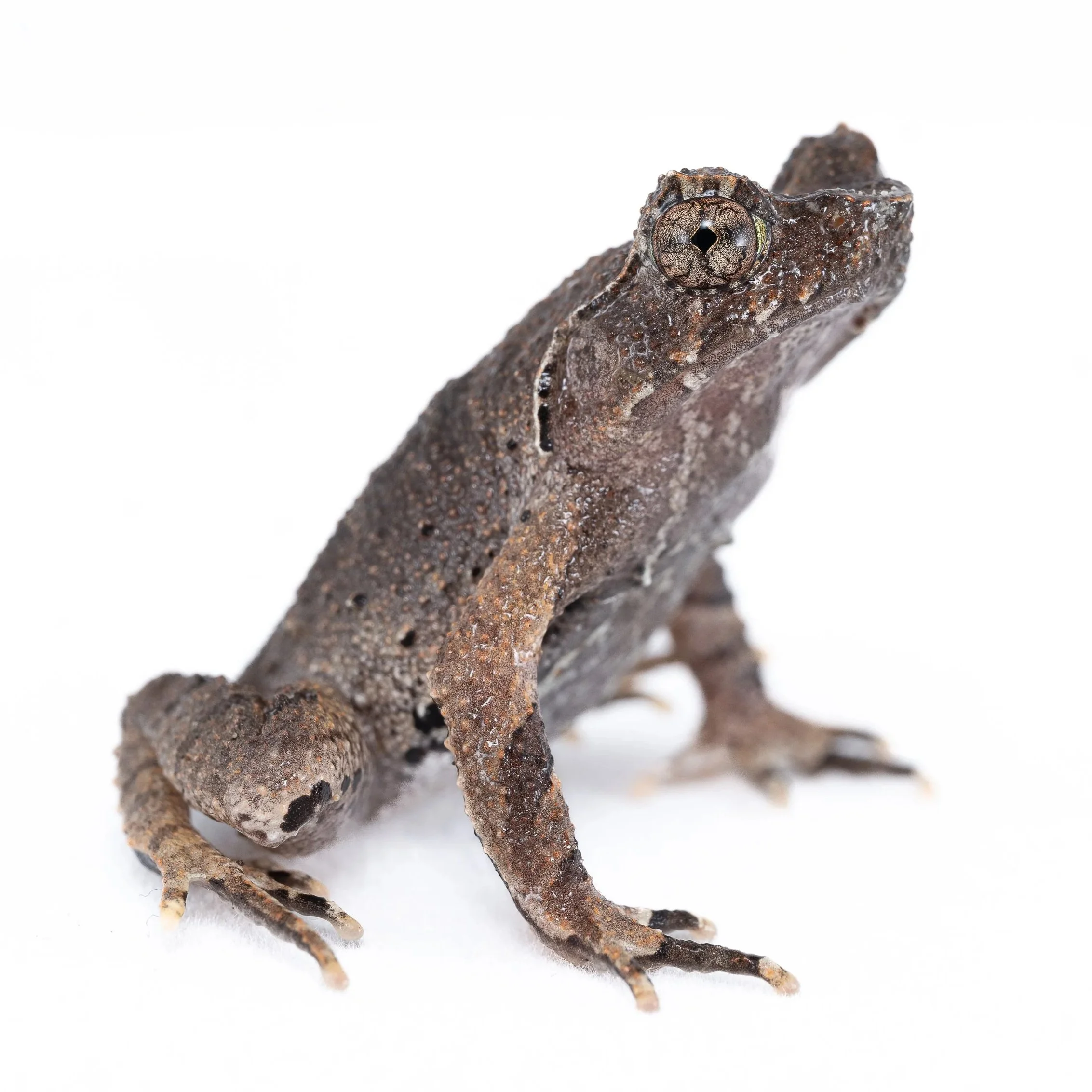 SHORT-LEGGED HORNED FROG