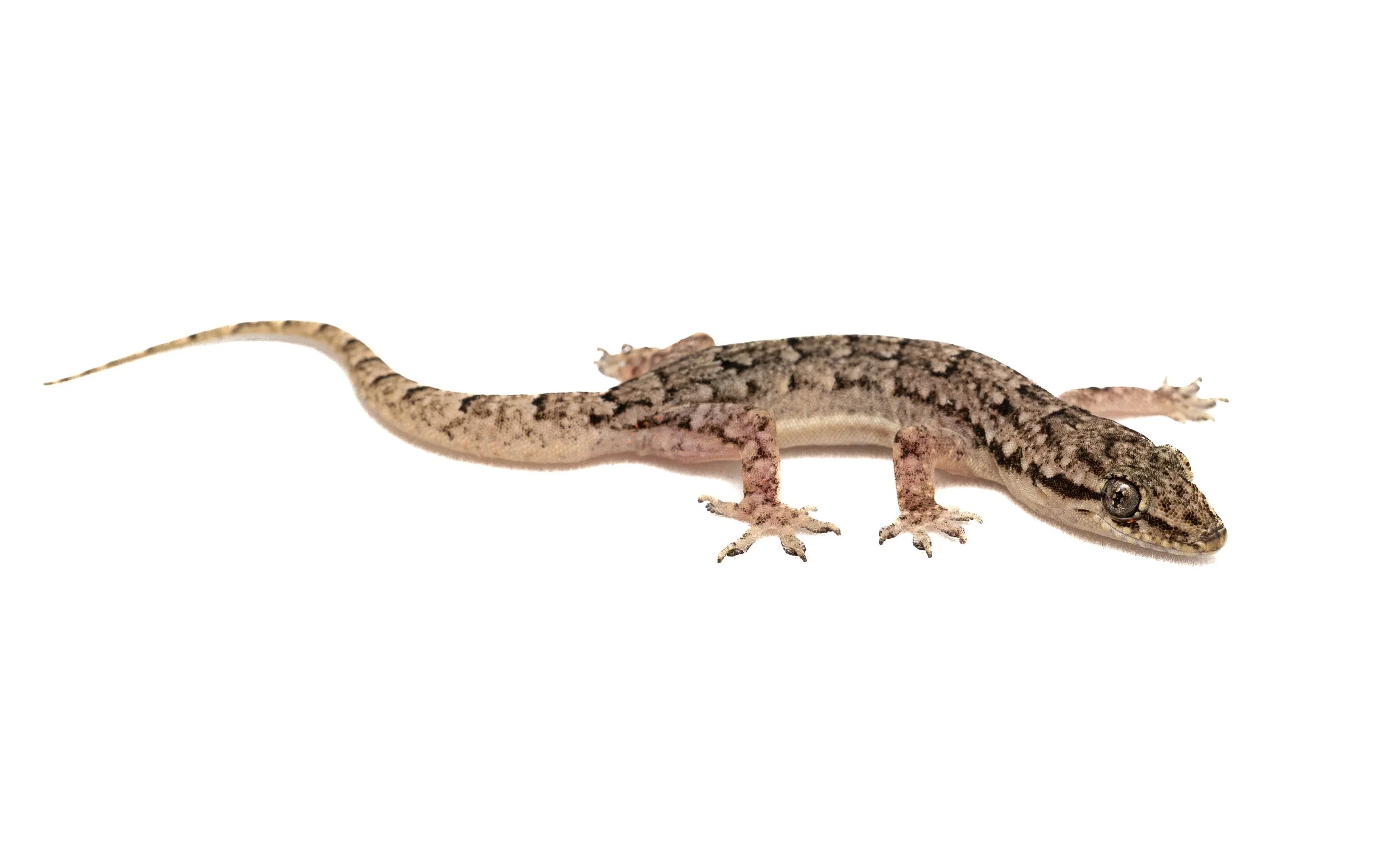 BOWRING'S GECKO - Gekko bowringii