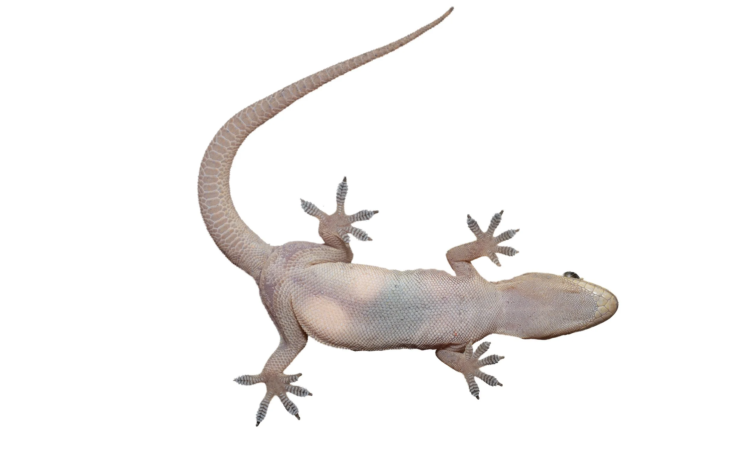 BOWRING'S GECKO - Gekko bowringii