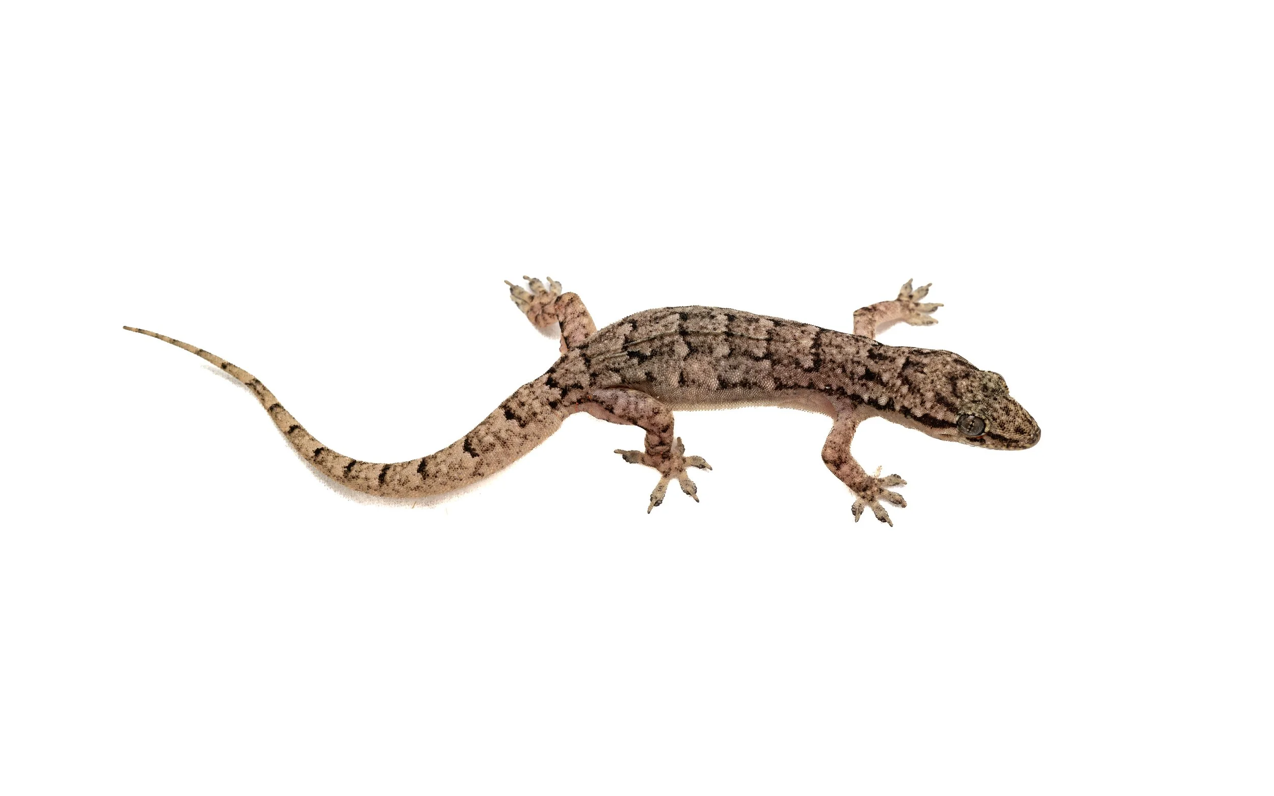 BOWRING'S GECKO - Gekko bowringii