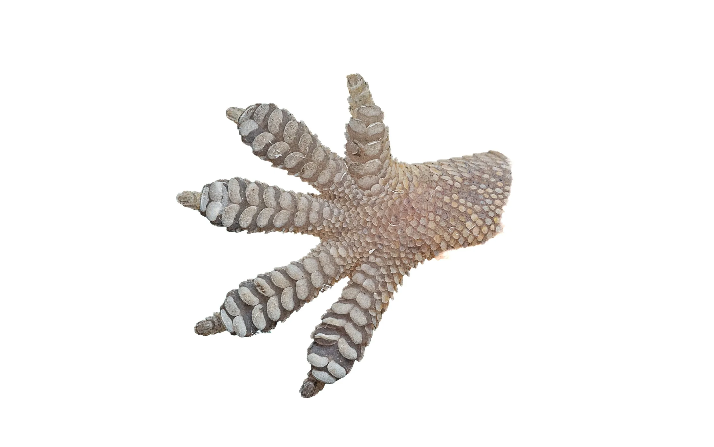 BOWRING'S GECKO - Gekko bowringii