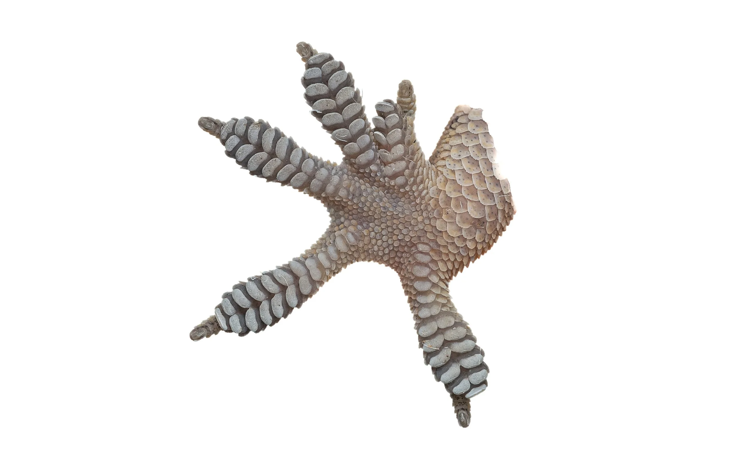 BOWRING'S GECKO - Gekko bowringii