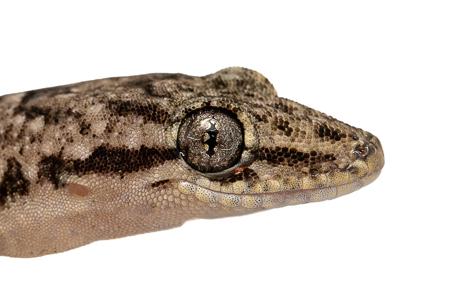 BOWRING'S GECKO - Gekko bowringii