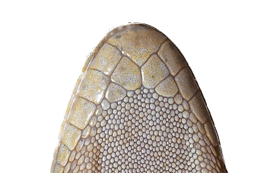 BOWRING'S GECKO - Gekko bowringii