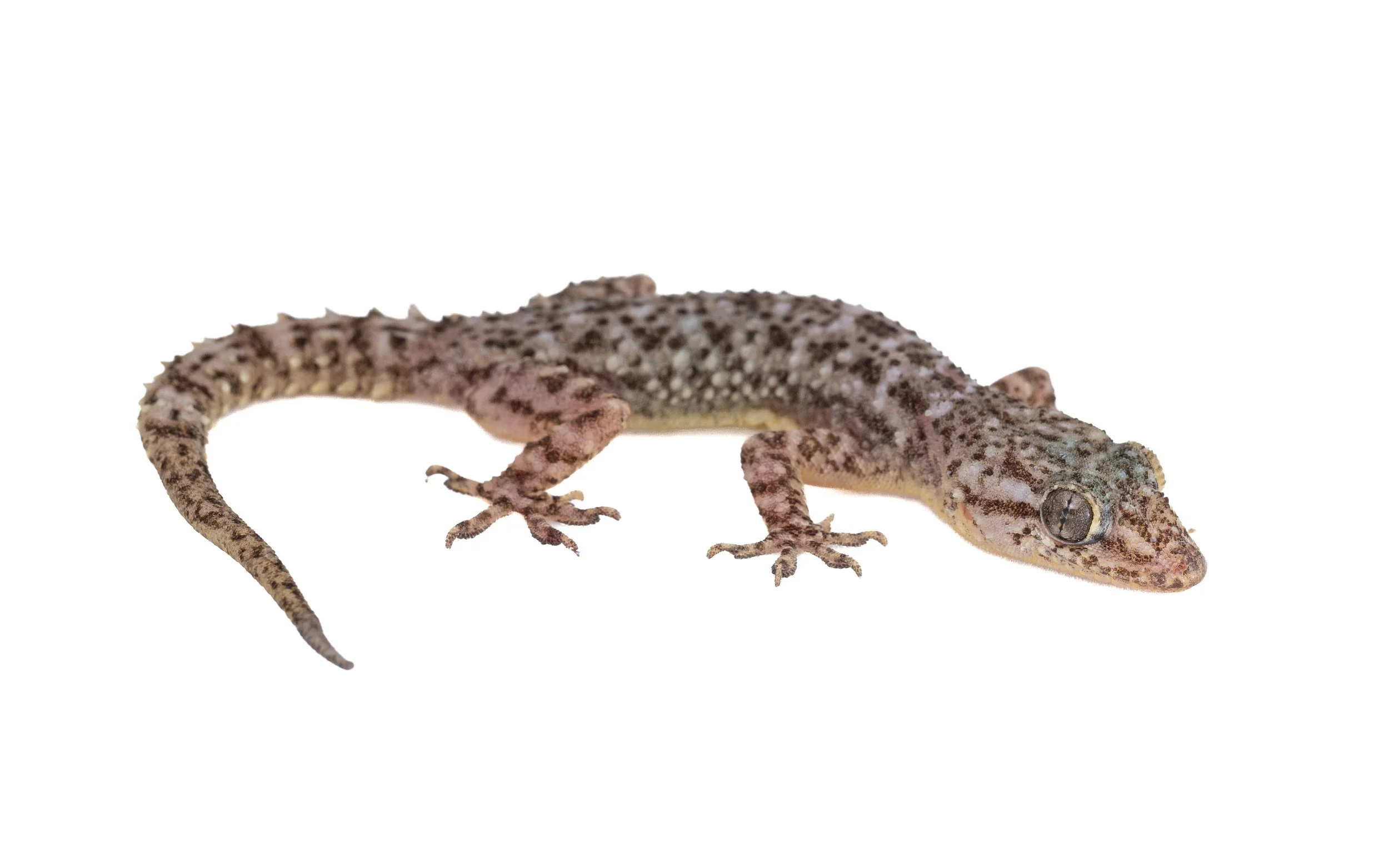 BROOK'S GECKO - Hemidactylus brookii