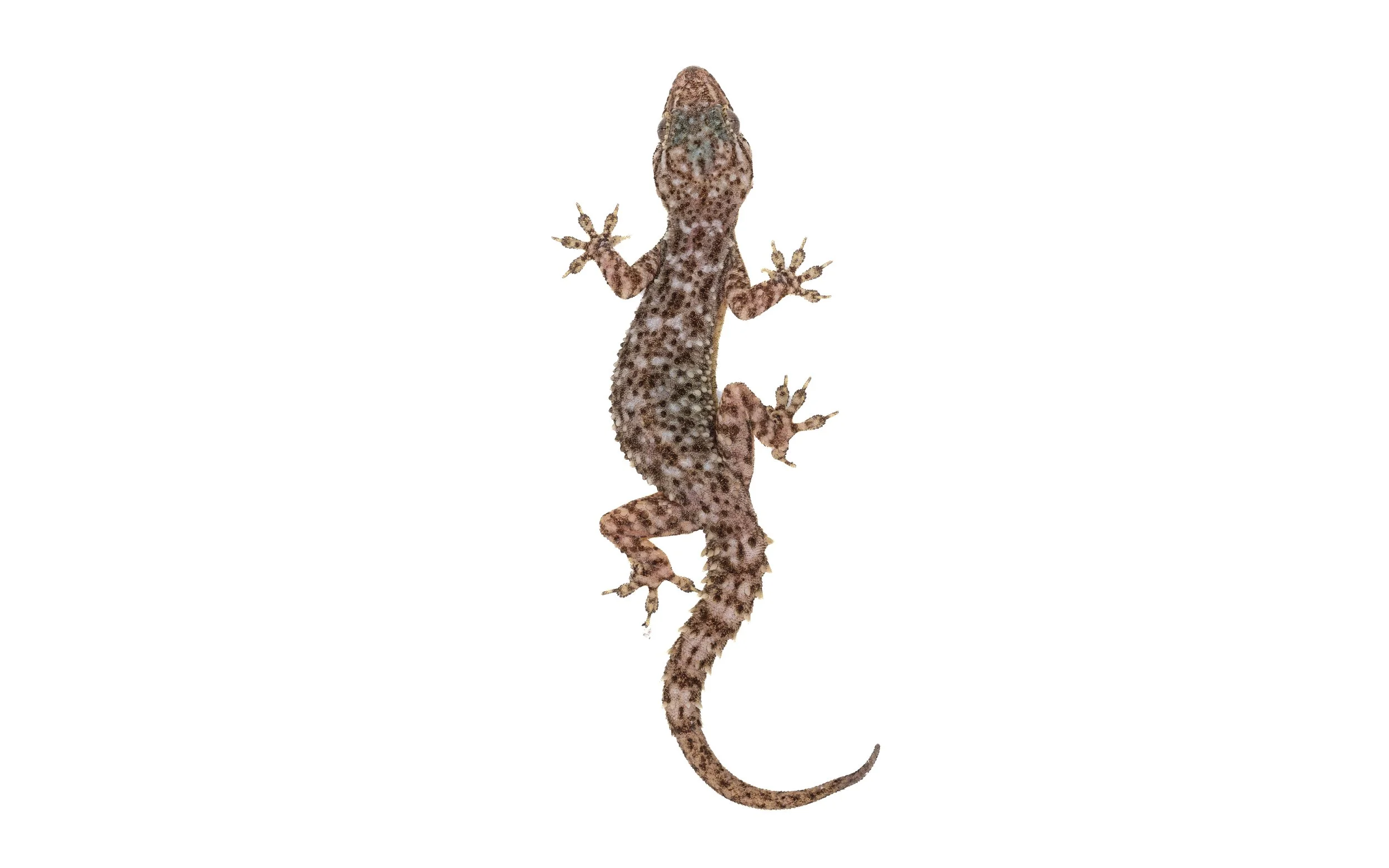 BROOK'S GECKO - Hemidactylus brookii