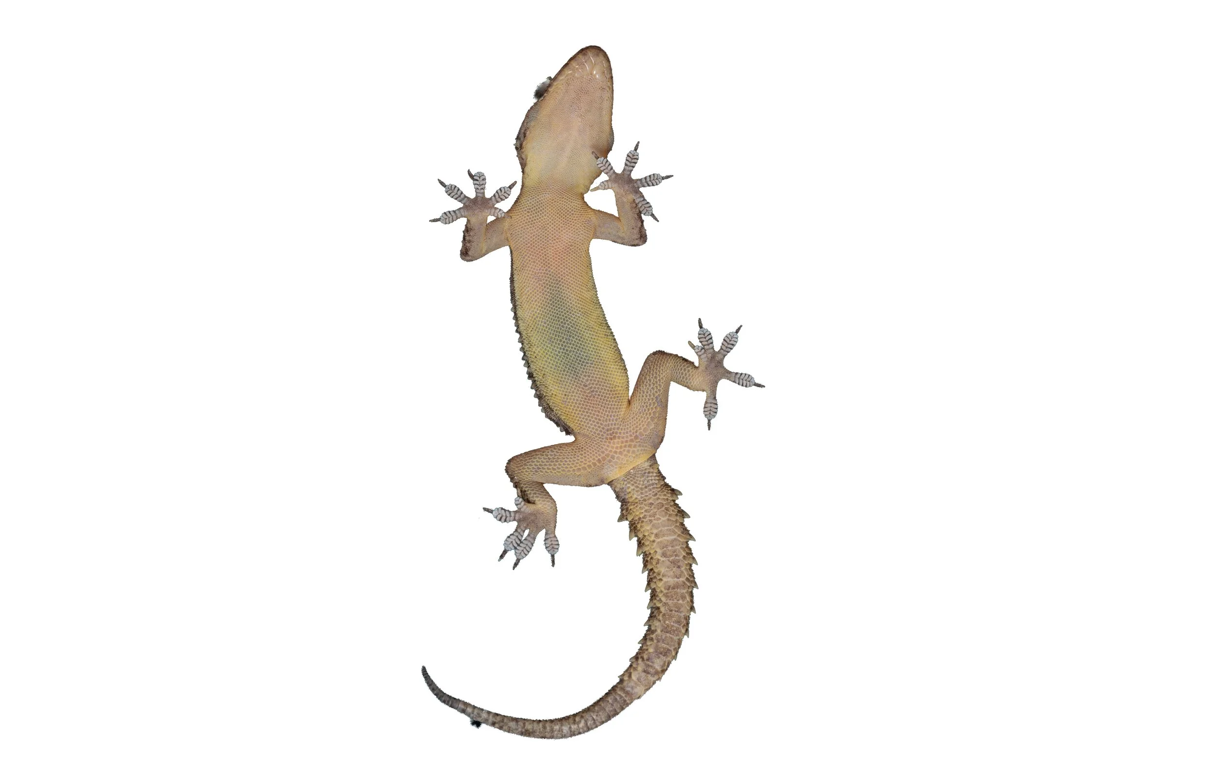 BROOK'S GECKO - Hemidactylus brookii