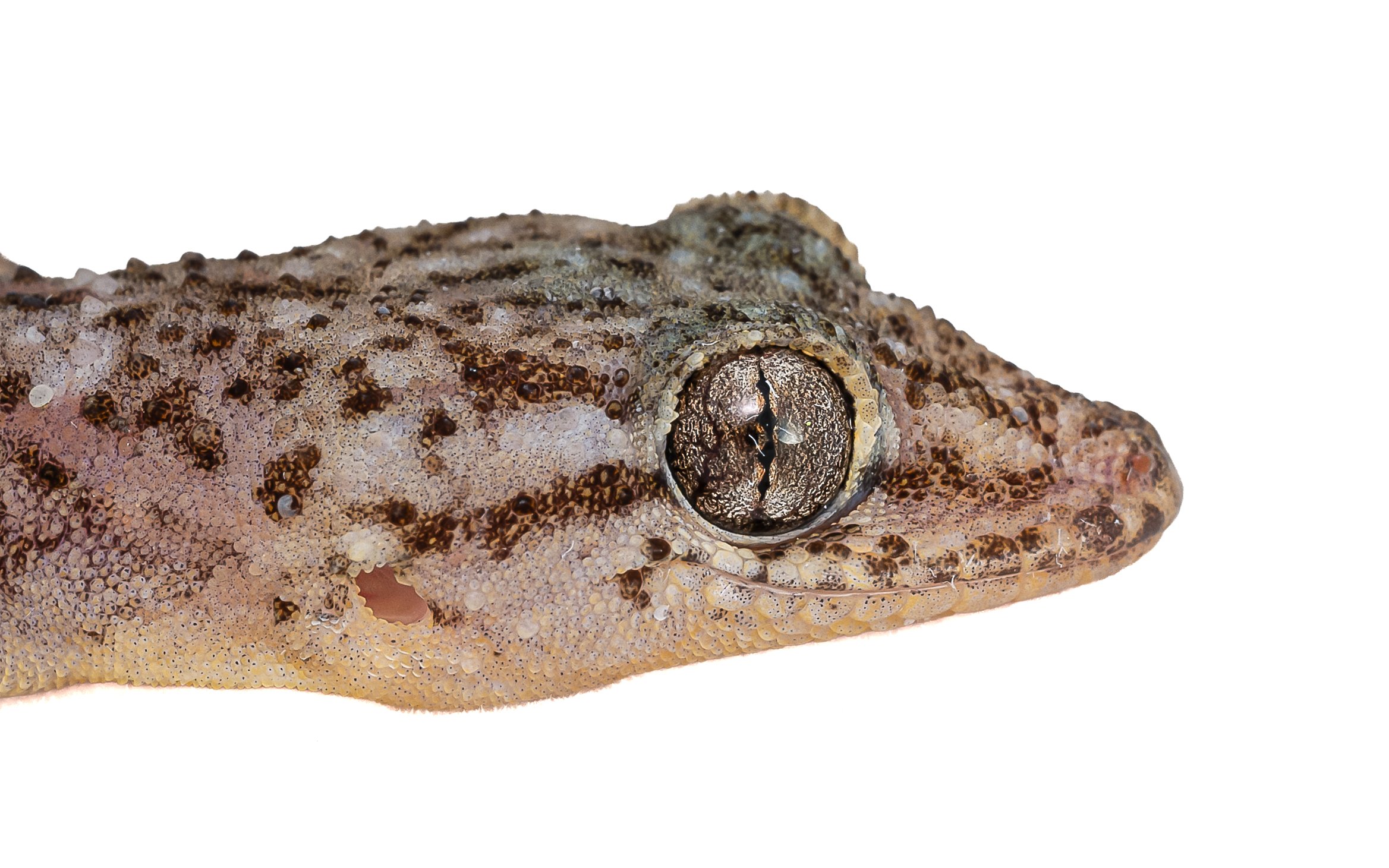 BROOK'S GECKO - Hemidactylus brookii