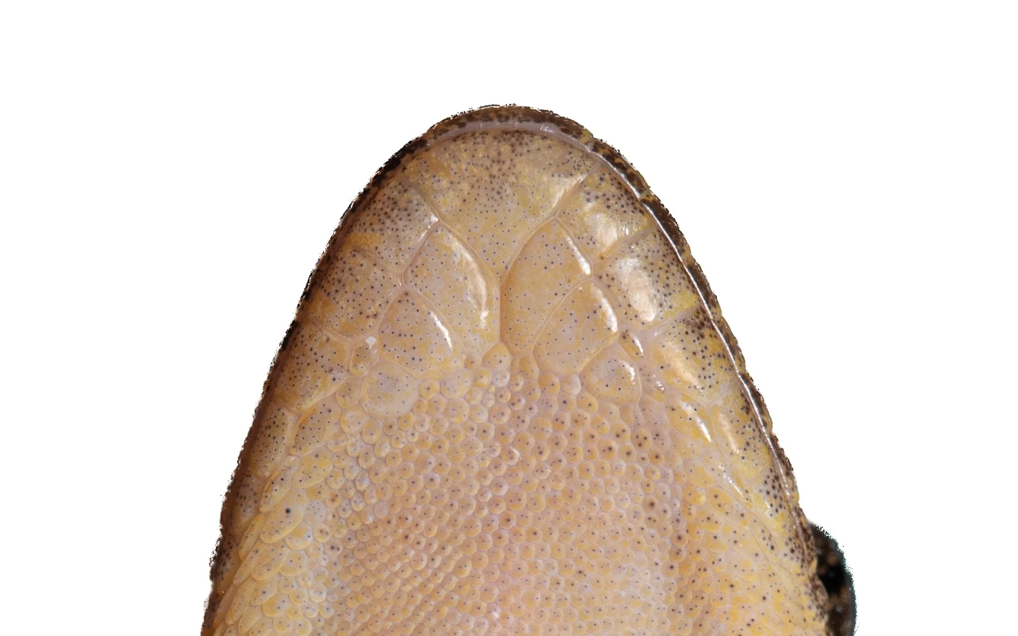 BROOK'S GECKO - Hemidactylus brookii