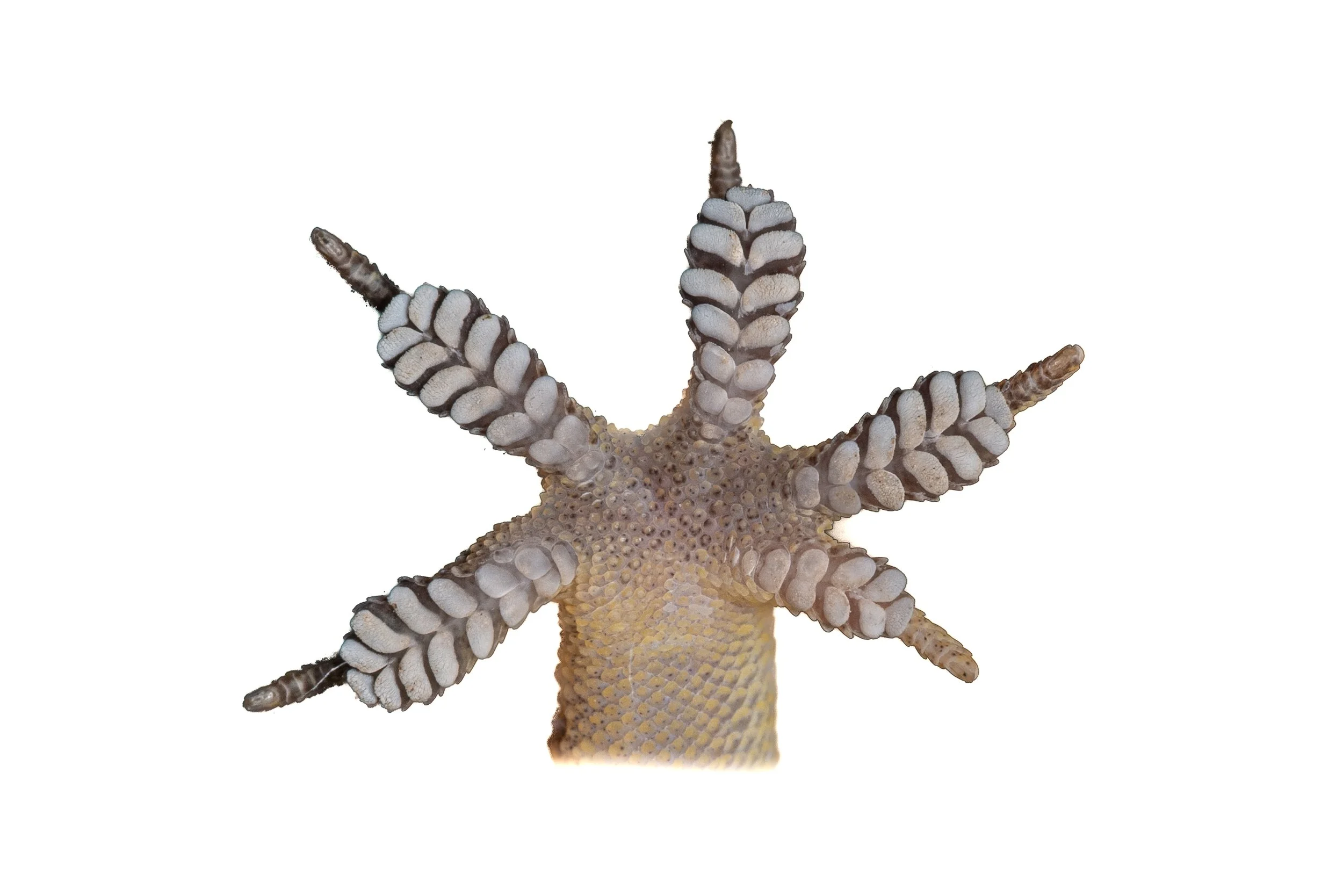 BROOK'S GECKO - Hemidactylus brookii