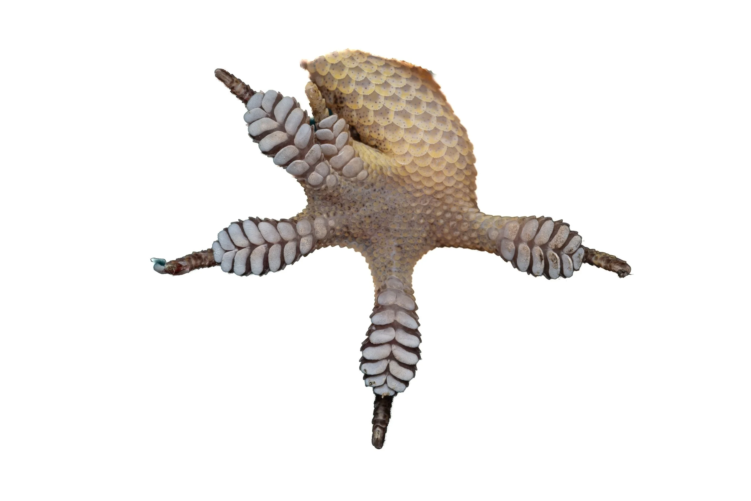 BROOK'S GECKO - Hemidactylus brookii