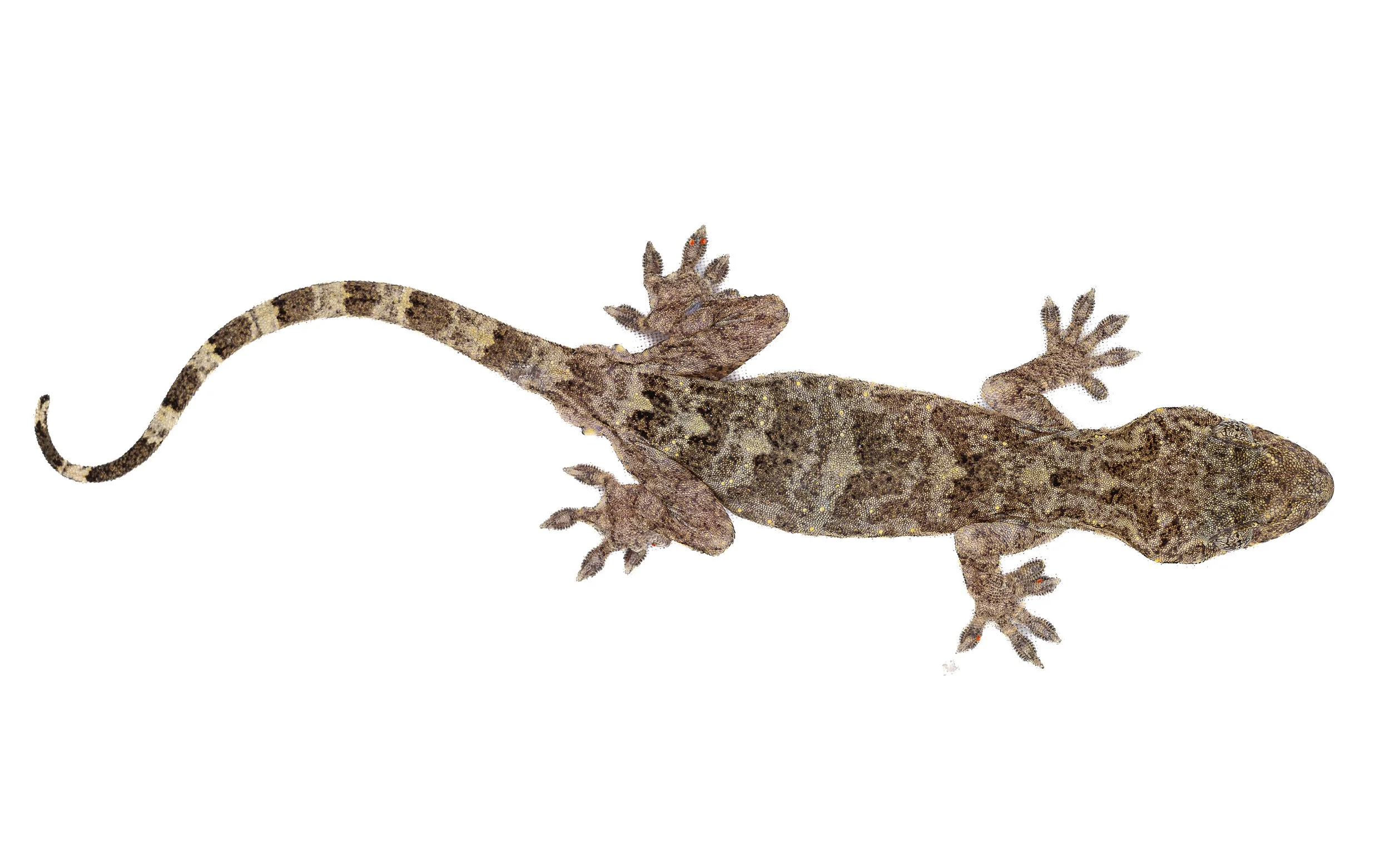 CHINESE GECKO - Gekko chinensis