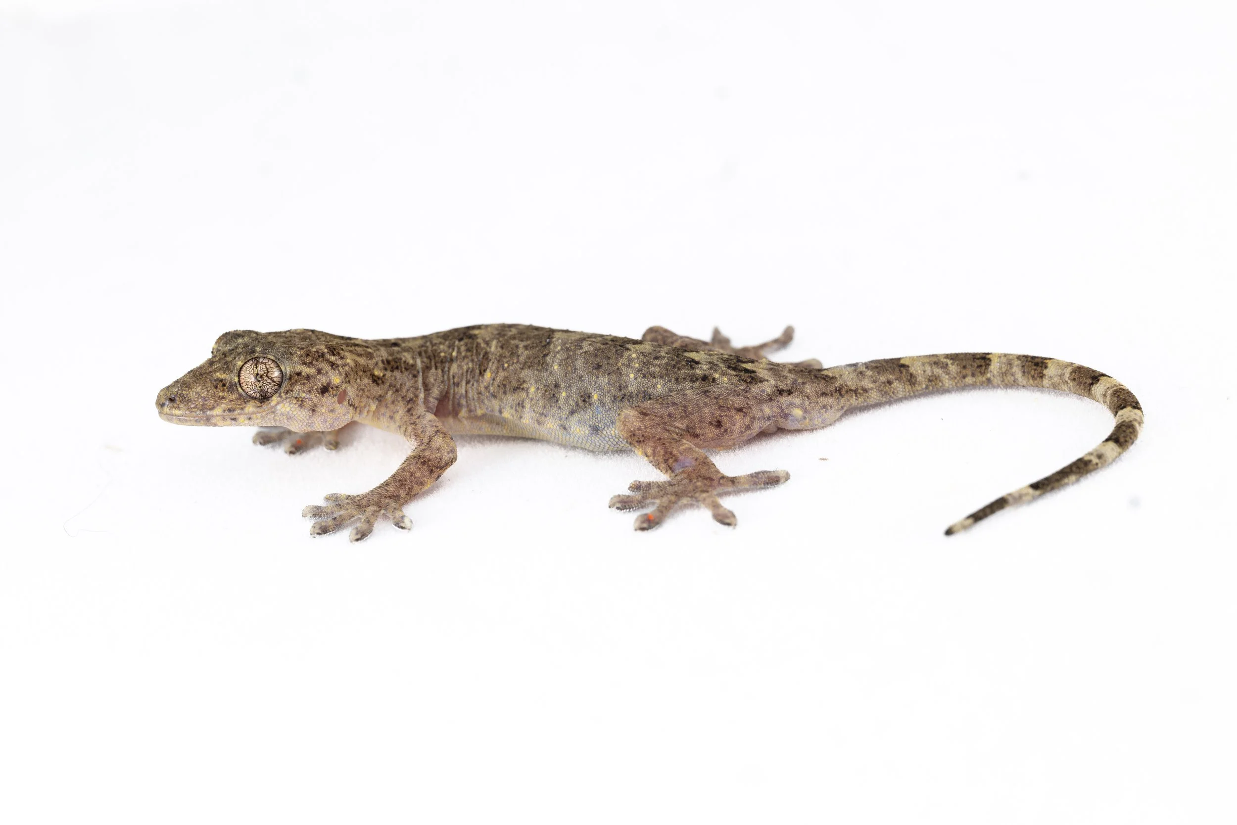 CHINESE GECKO - Gekko chinensis