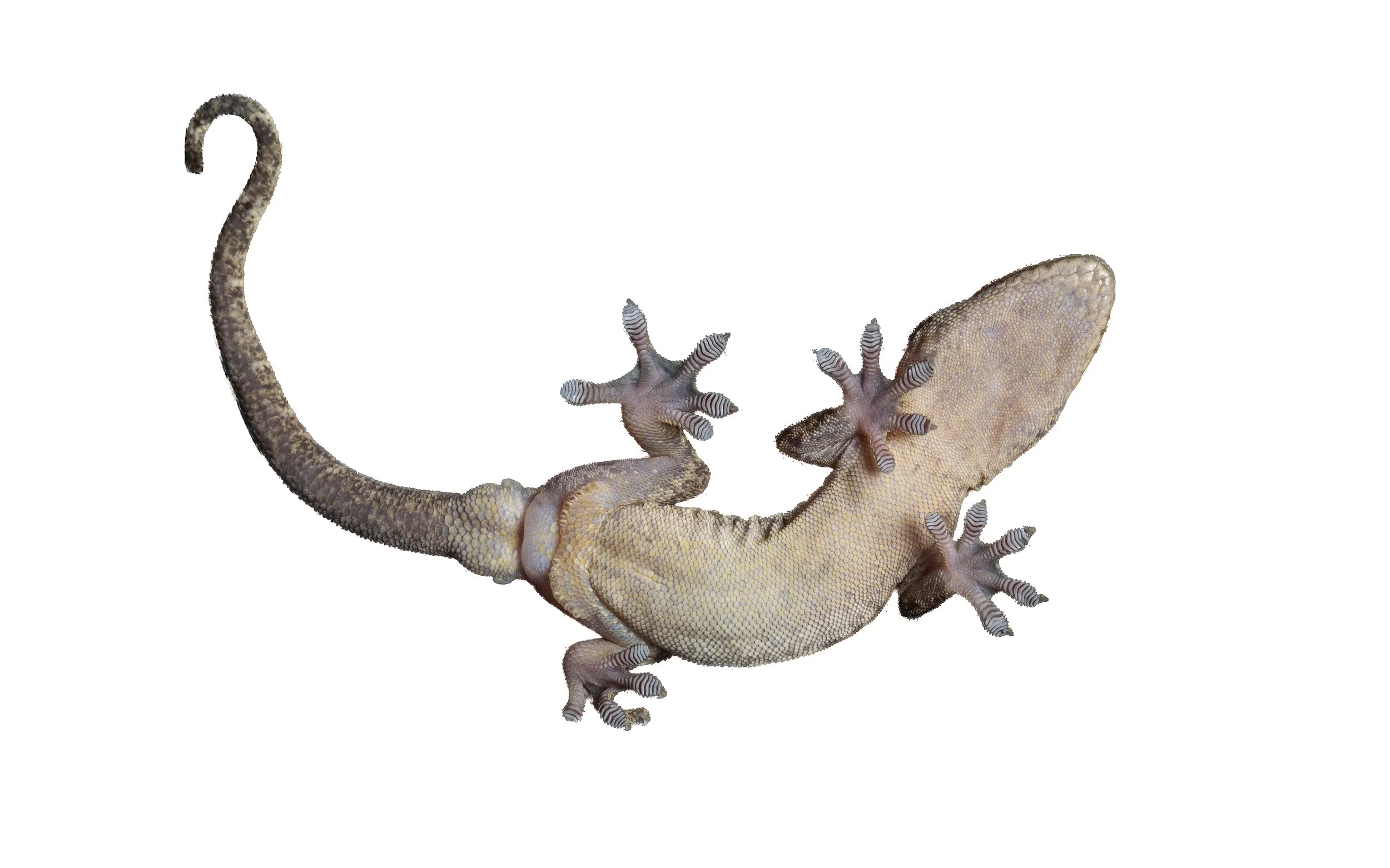 CHINESE GECKO - Gekko chinensis