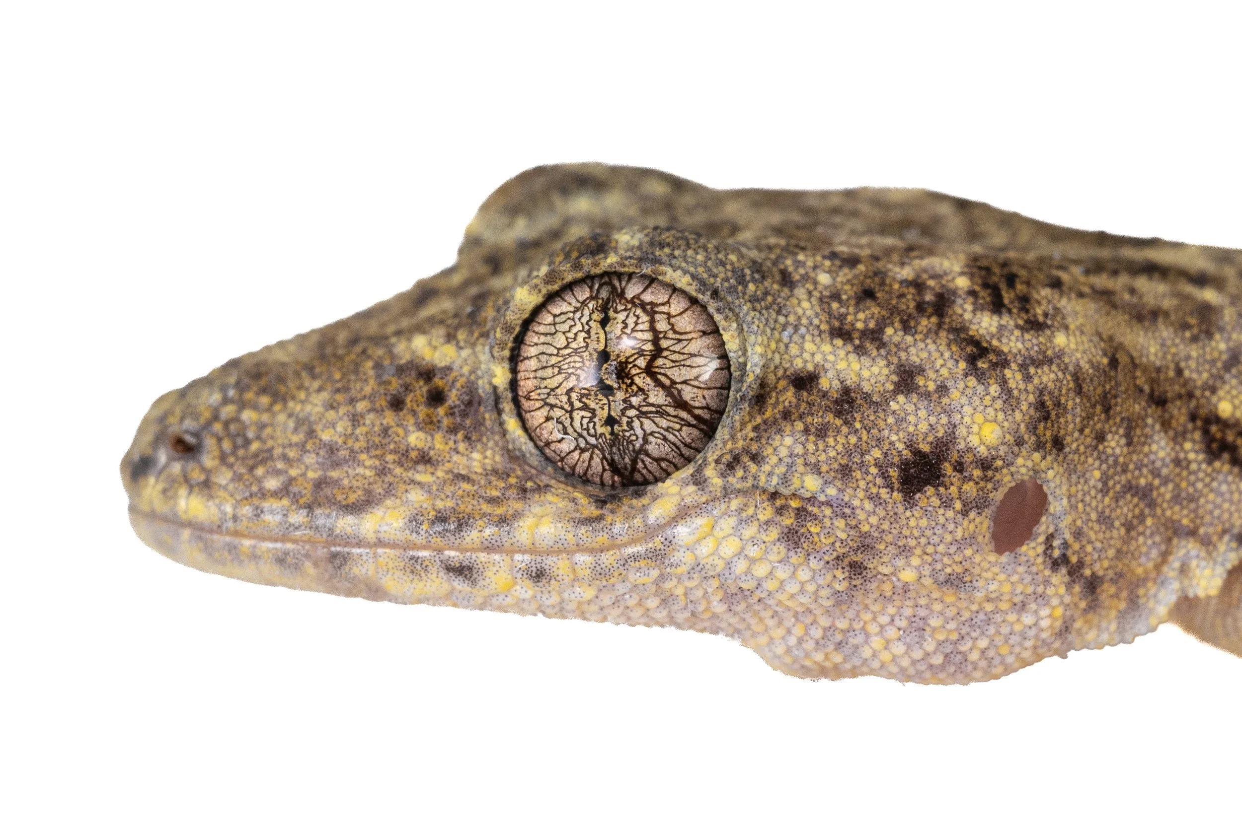 CHINESE GECKO - Gekko chinensis