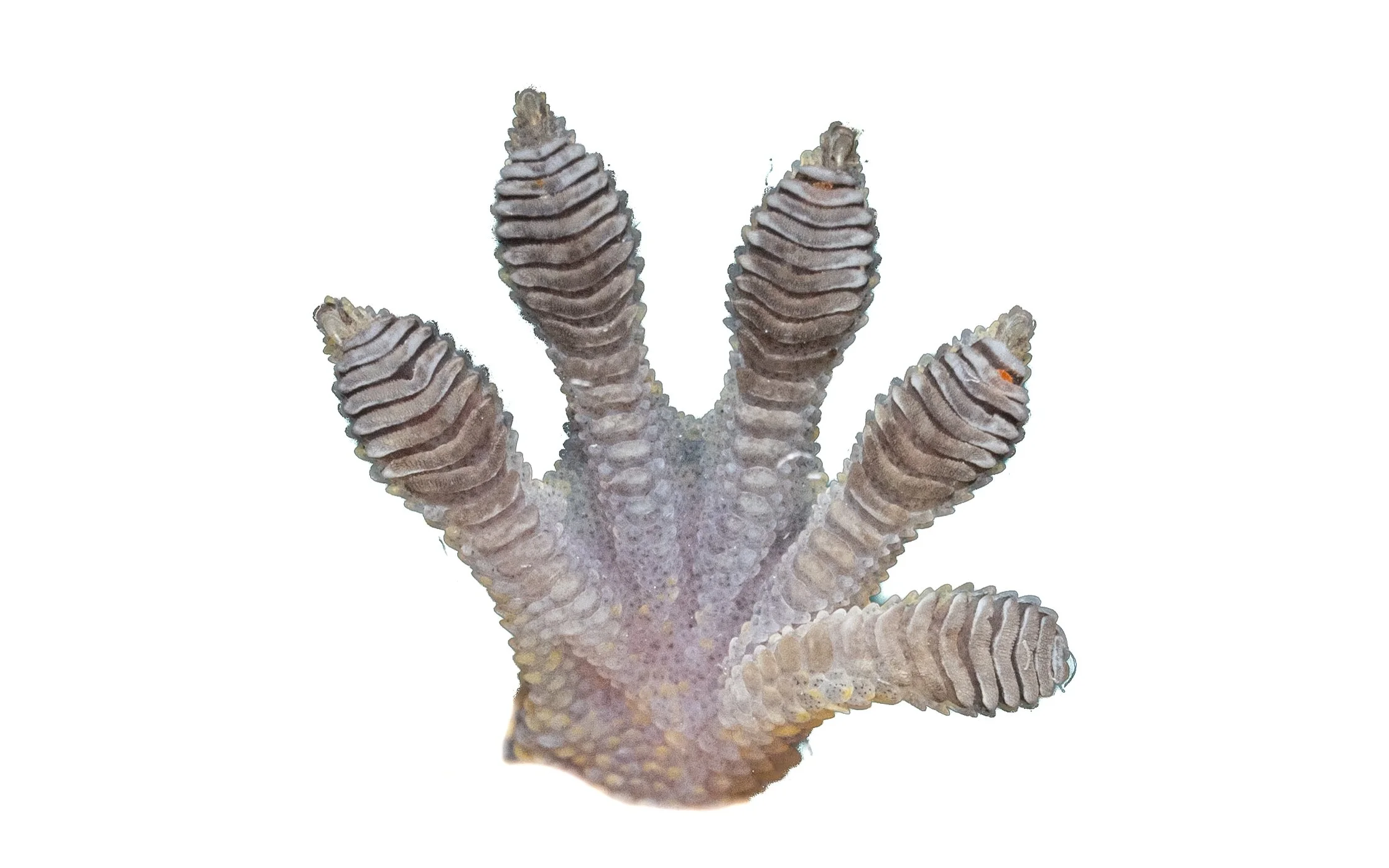 CHINESE GECKO - Gekko chinensis