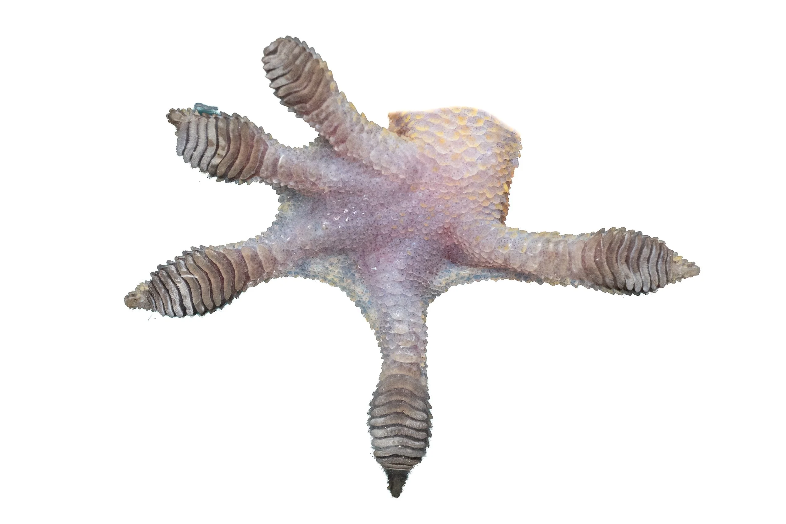 CHINESE GECKO - Gekko chinensis