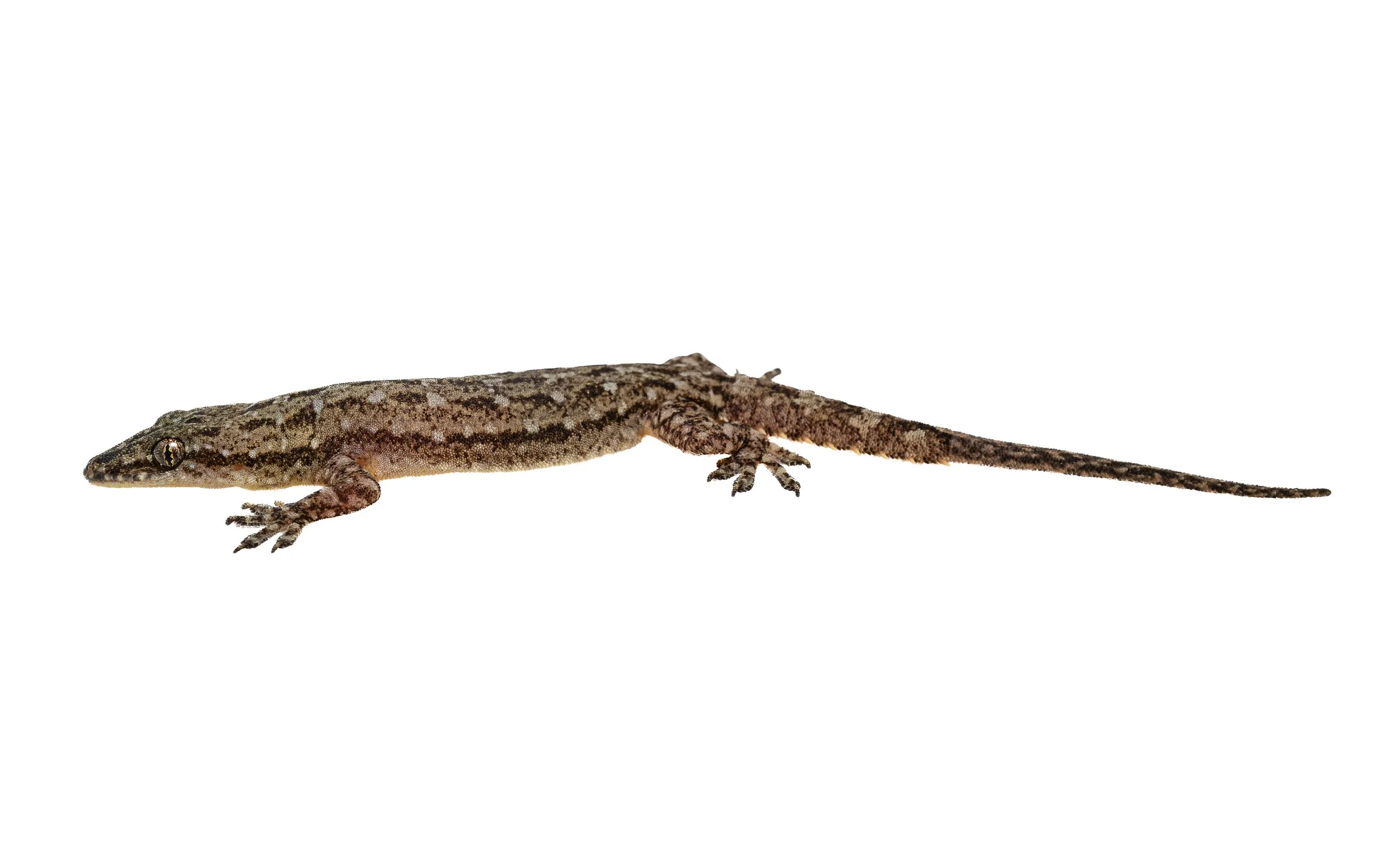 GARNOT'S GECKO - Hemidactylus garnotii