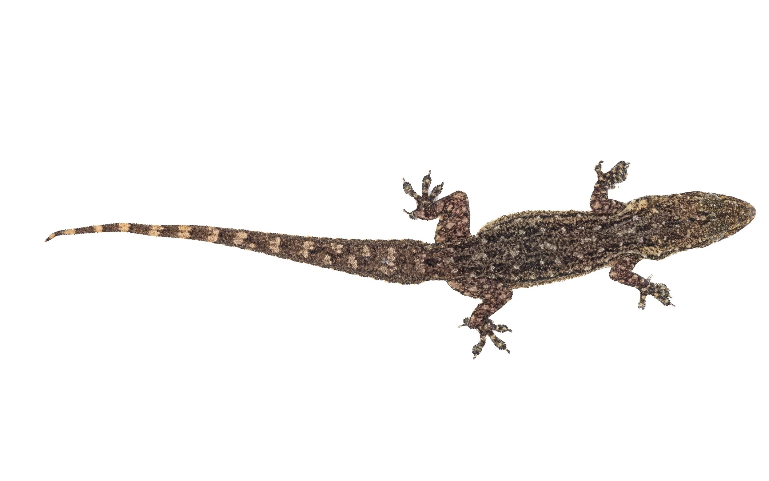 GARNOT'S GECKO - Hemidactylus garnotii