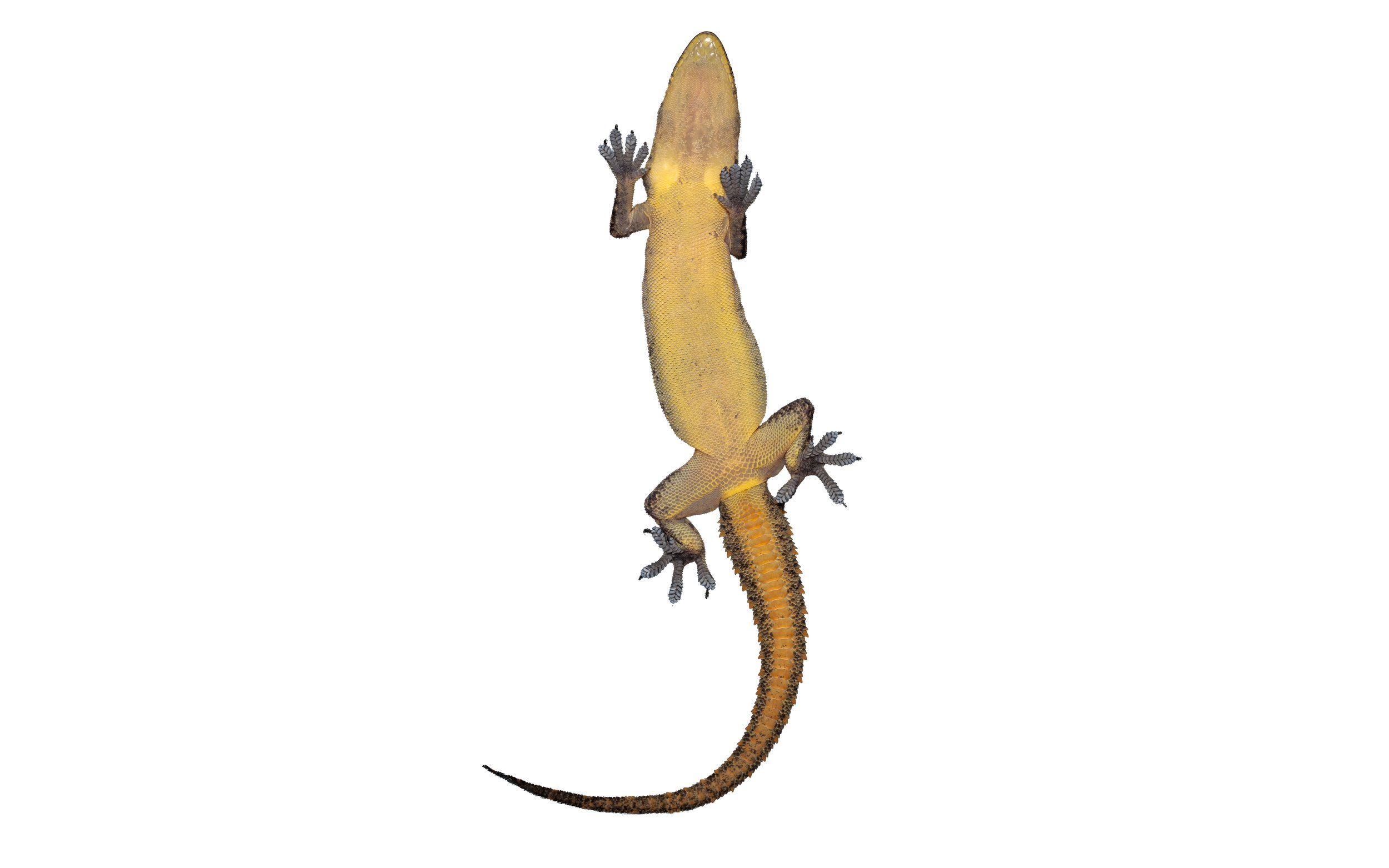 GARNOT'S GECKO - Hemidactylus garnotii