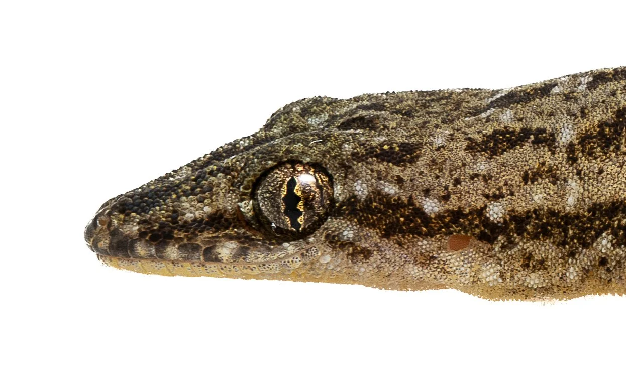 GARNOT'S GECKO - Hemidactylus garnotii